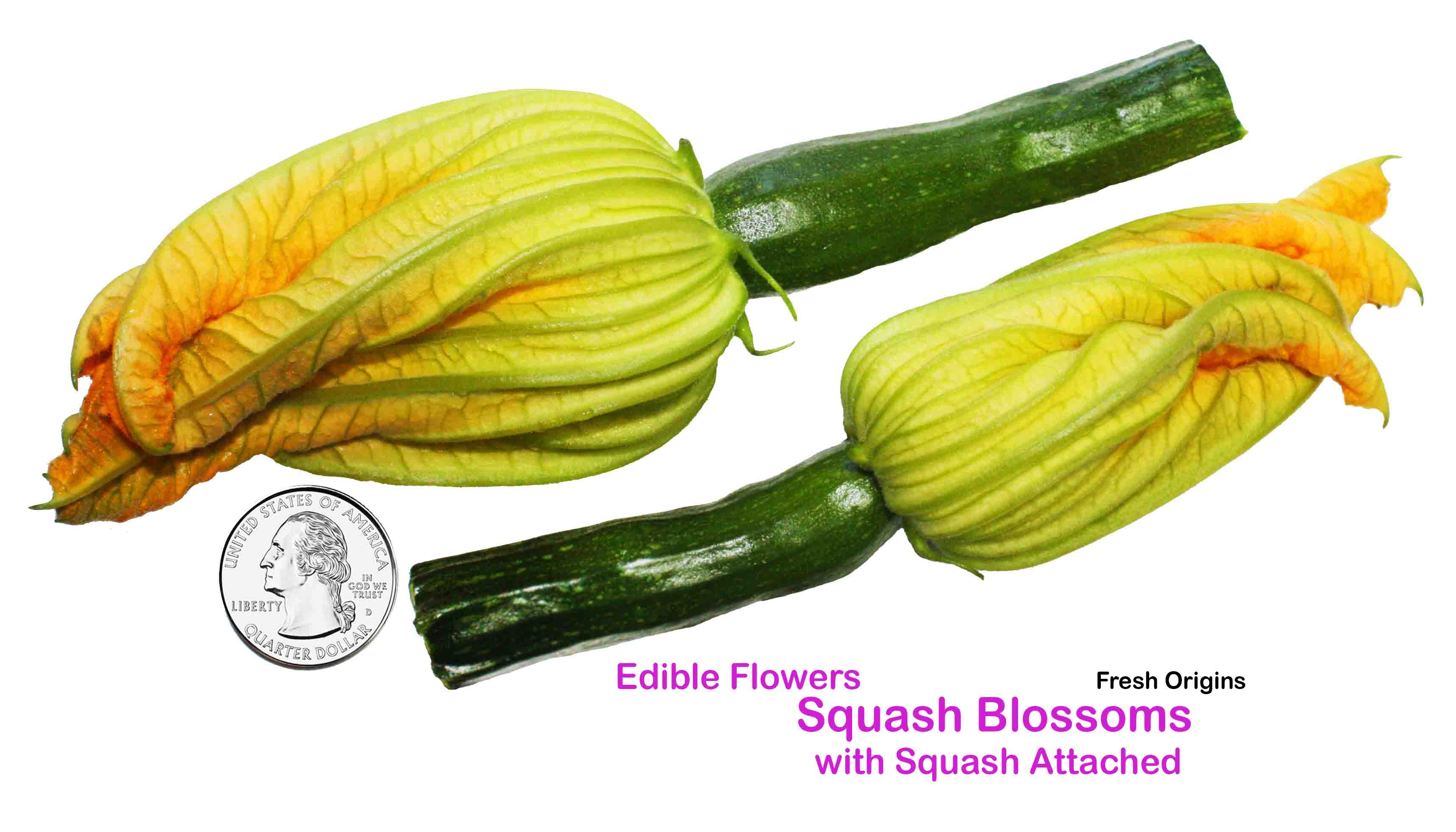 SQUASH BLOSSOM, YELLOW EDIBLE BLOOMING 25 COUNT W/ SQUASH ATTACHED ...