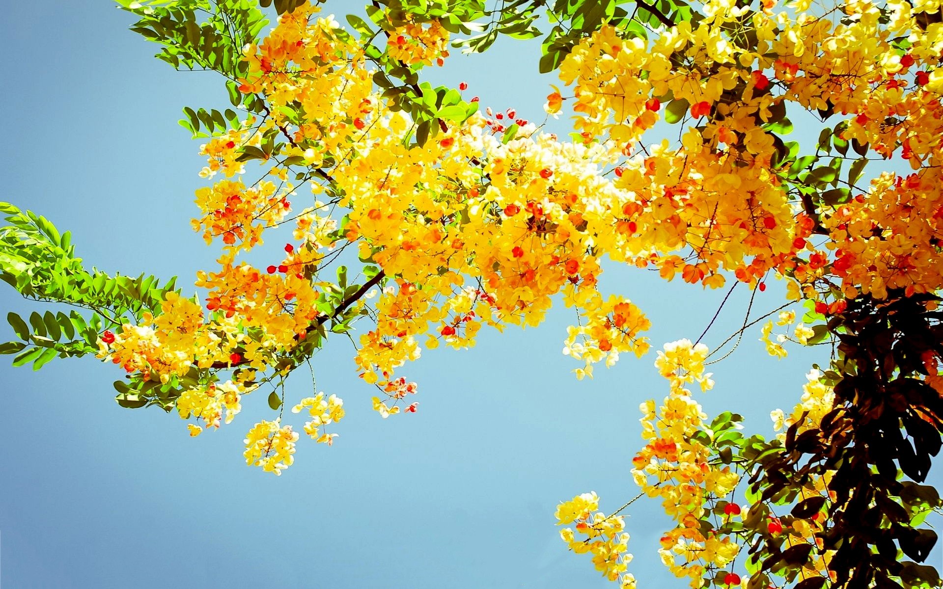 Flower Blooming Colors Flowers Spring Lovely Yellow Blossoms Sky ...