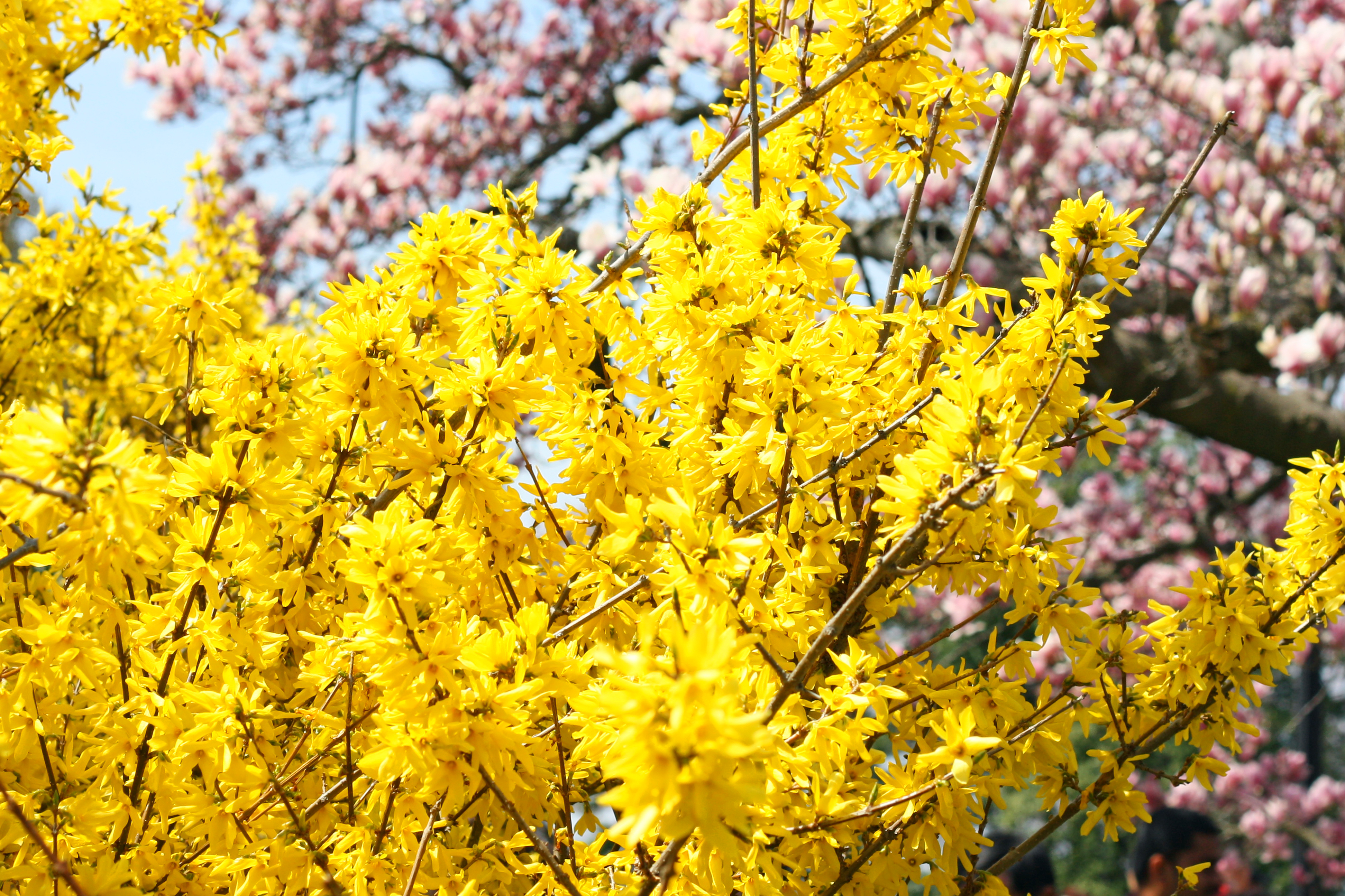 Yellow Cherry Blossom Flowers Images - Flower Decoration Ideas