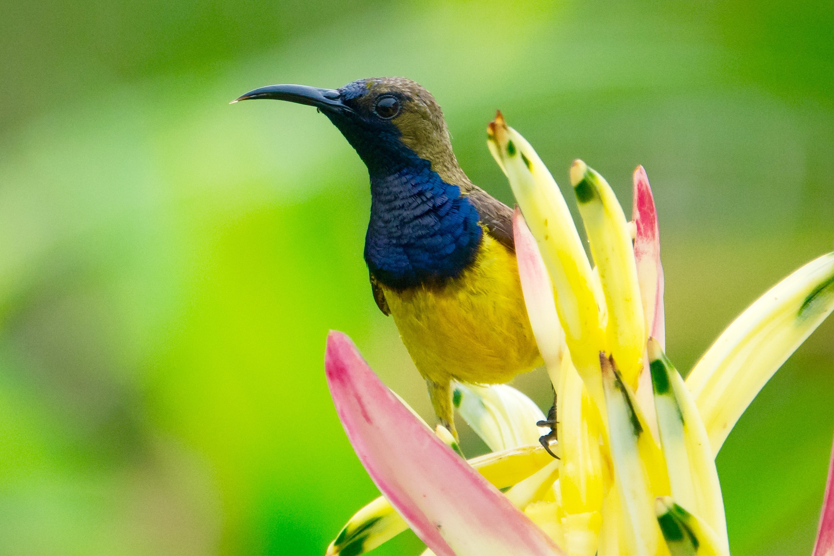 Yellow blue and brown bird on the top of yellow petaled flower photography