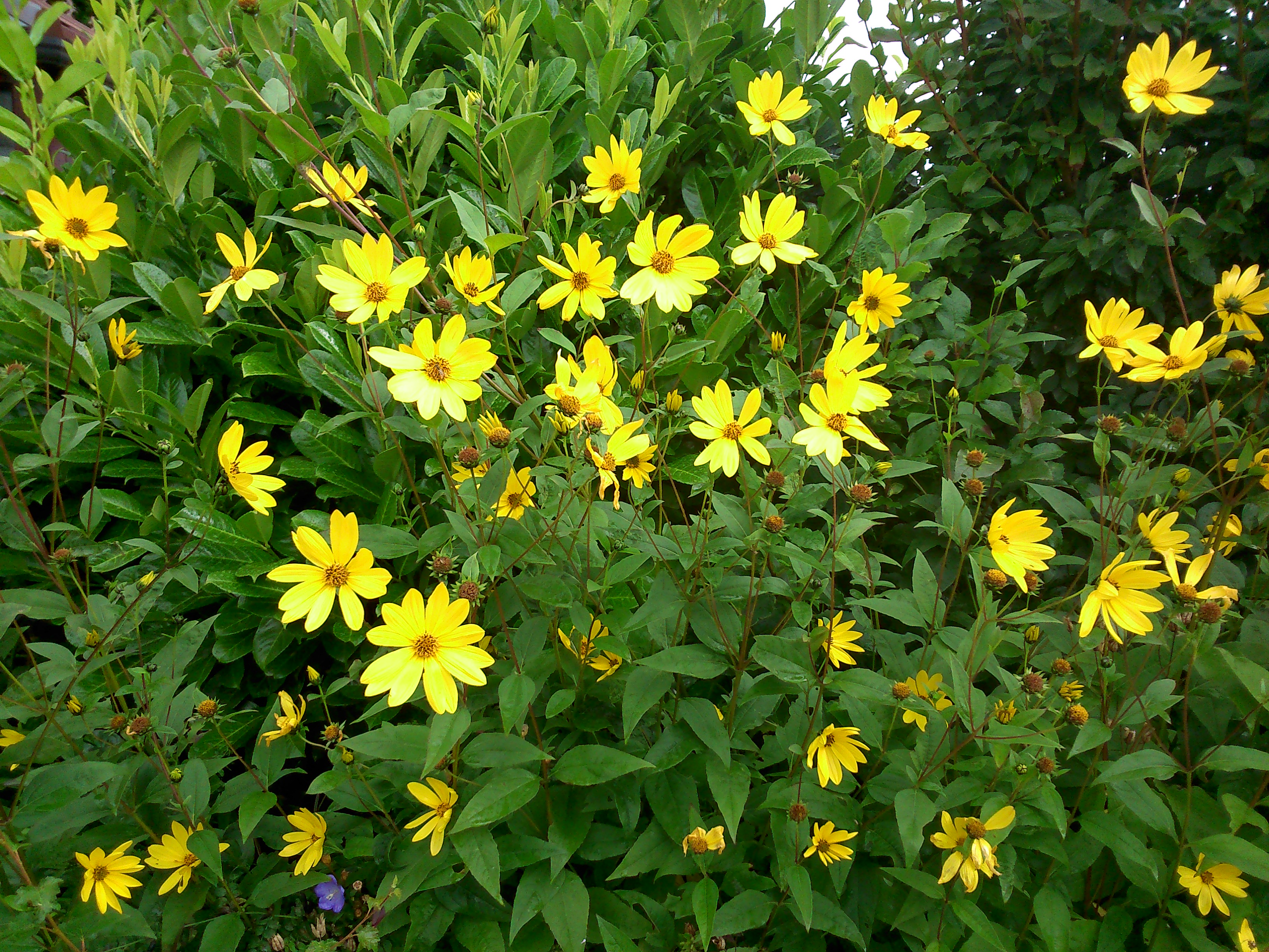 What is this yellow flowering bush. — Forum | gardenersworld.com
