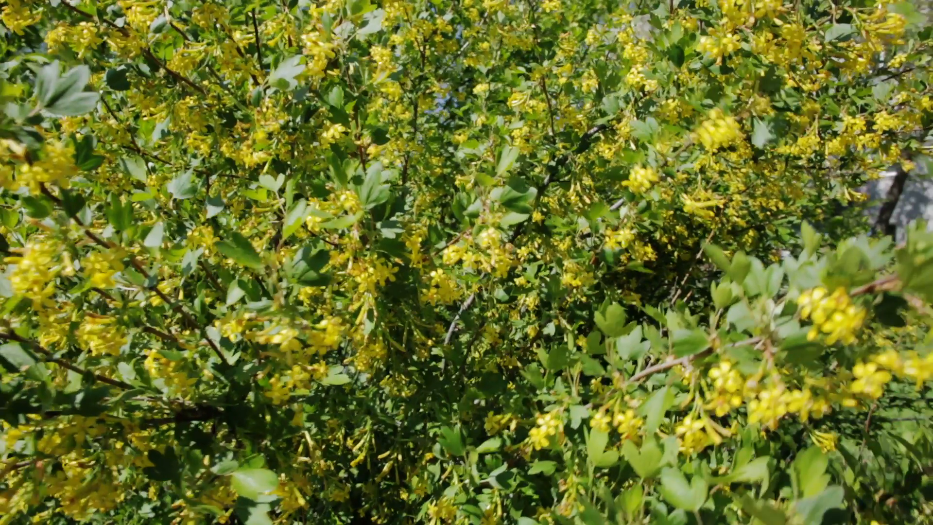 Golden currant bush with yellow flowers Stock Video Footage ...