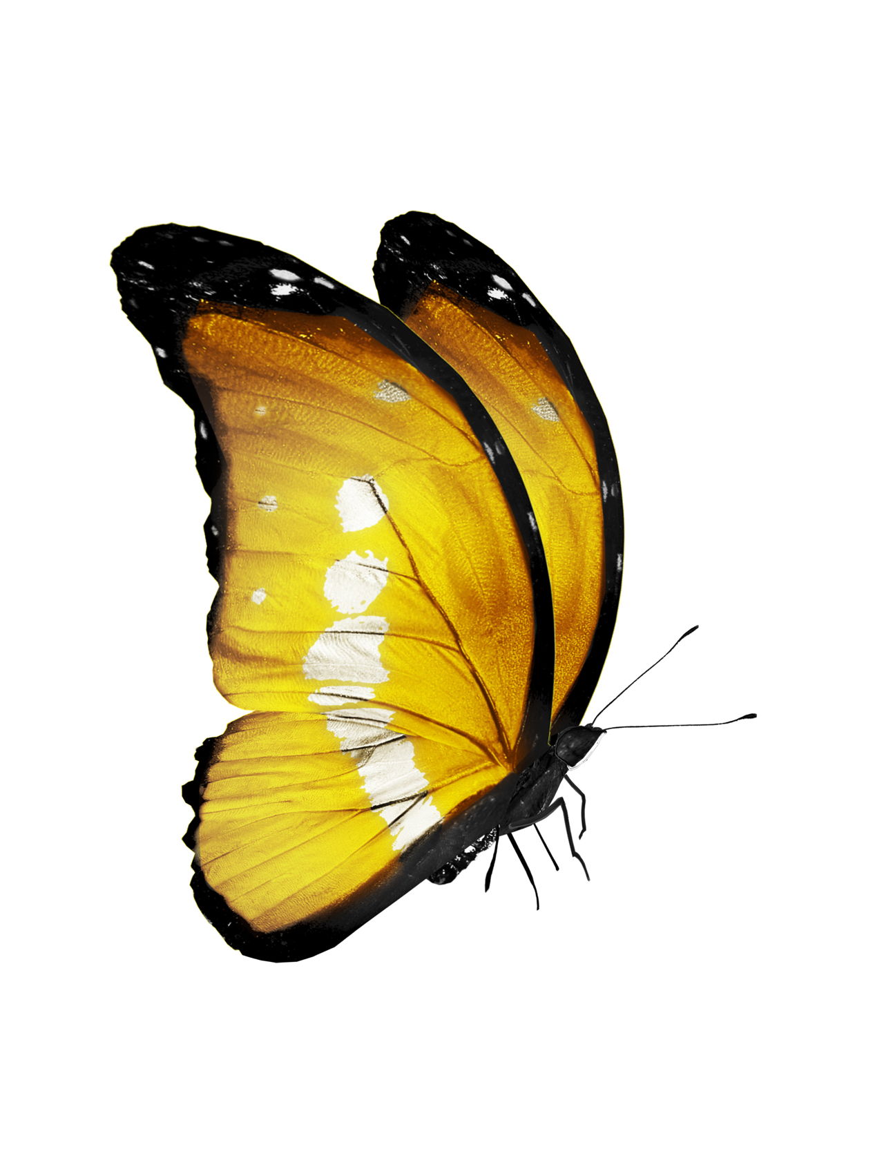 What Does a Yellow Butterfly Symbolize? You Probably Don't Know