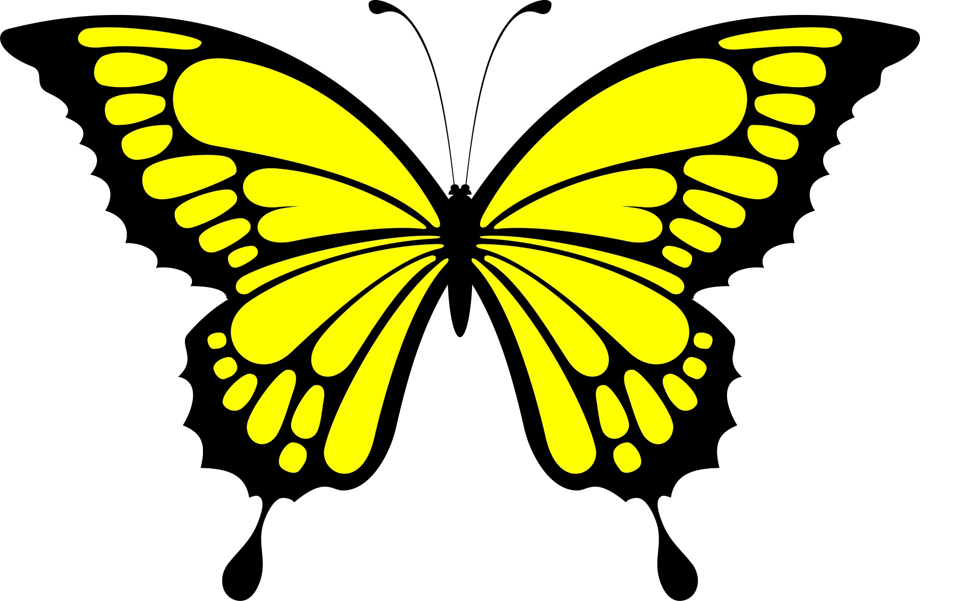 Yellow butterfly cute desktop wallpapers | HD Wallpapers Rocks