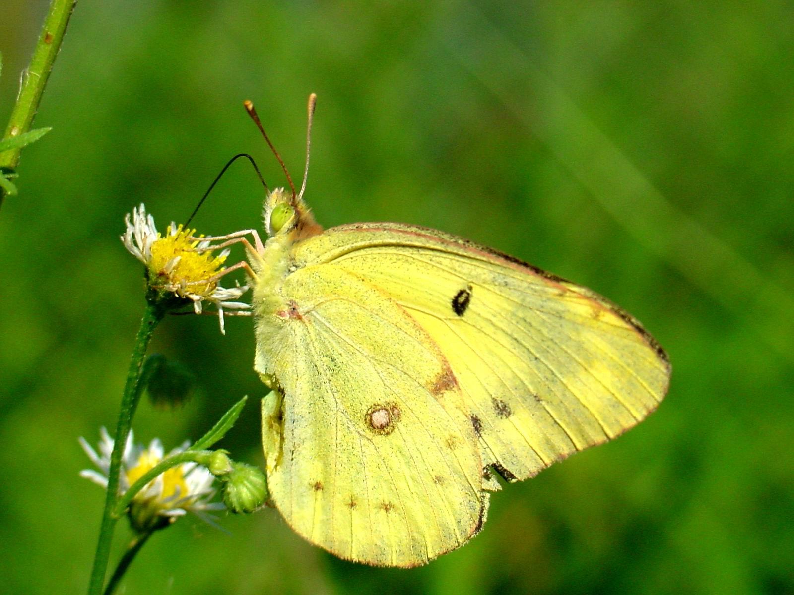 Image - Real yellow butterfly.jpg | Animal Crossing Wiki | FANDOM ...