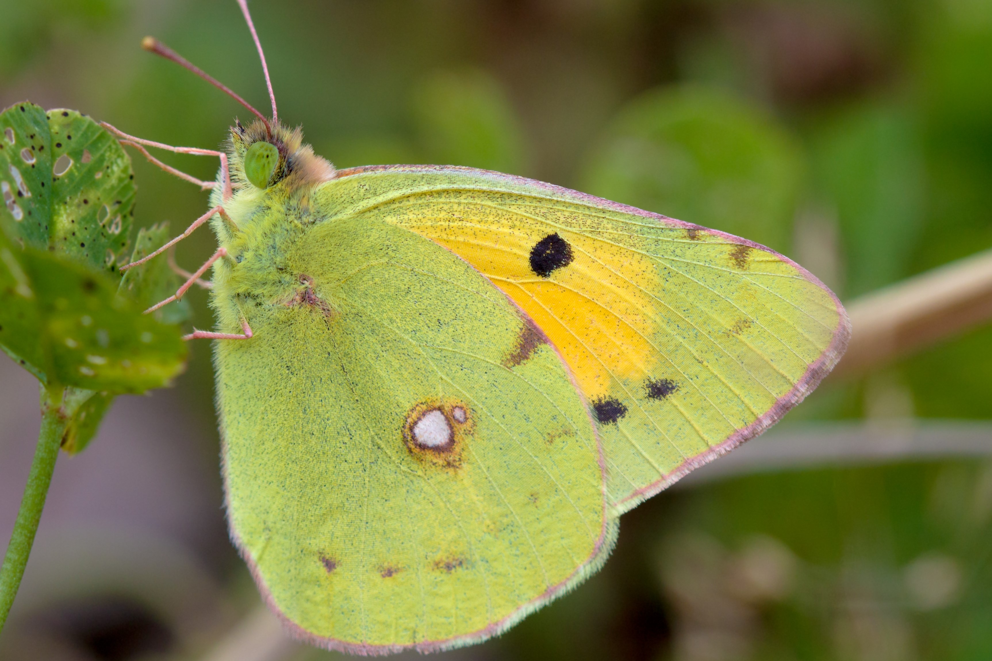 How to identify butterflies - Biodiversity Ireland