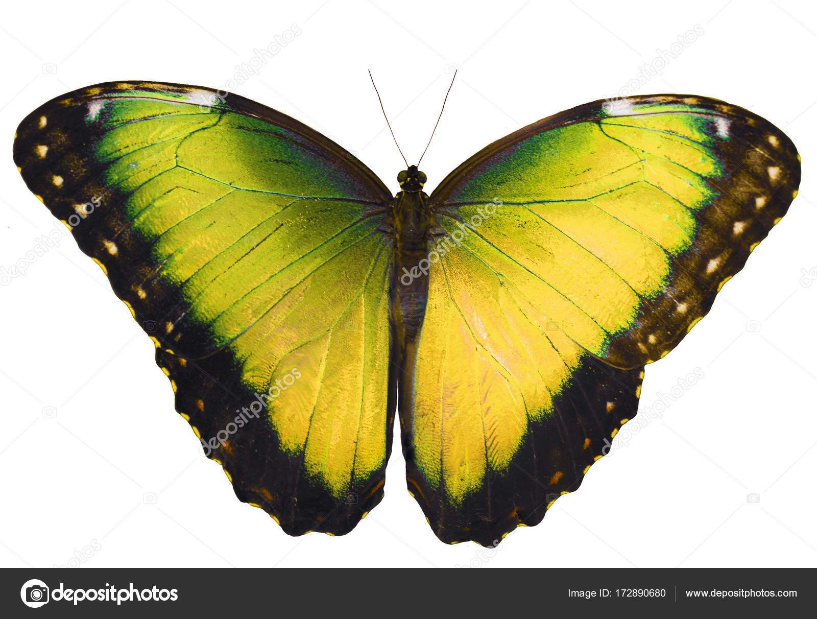 Yellow butterfly isolated on white background with spread wings ...