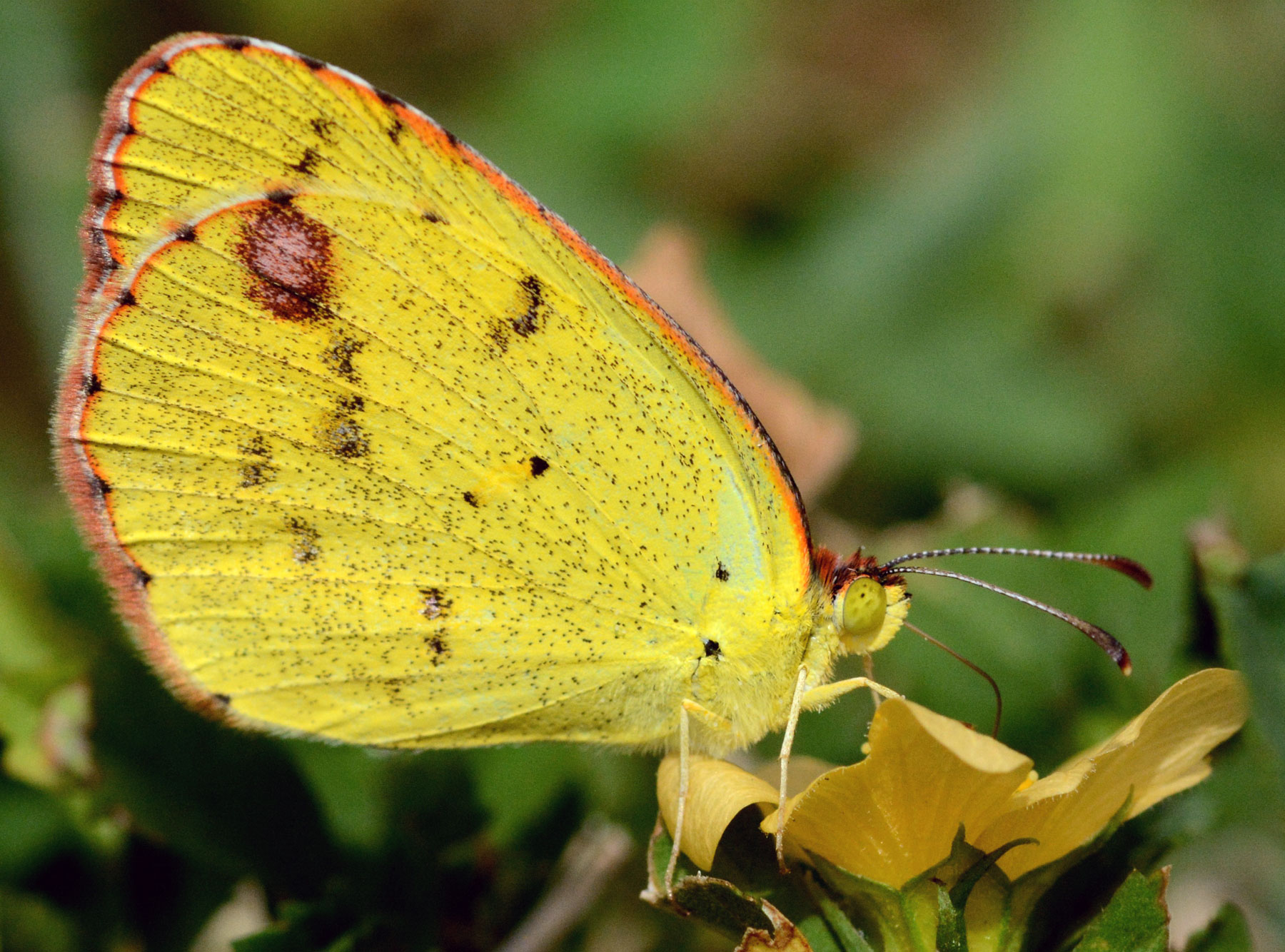 New backyard butterfly: Little Yellow (Eurema lisa) – Benweb 3.2