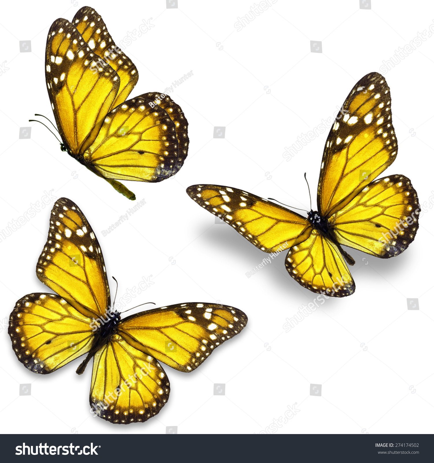 Three Yellow Monarch Butterfly Isolated On Stock Photo (Edit Now ...