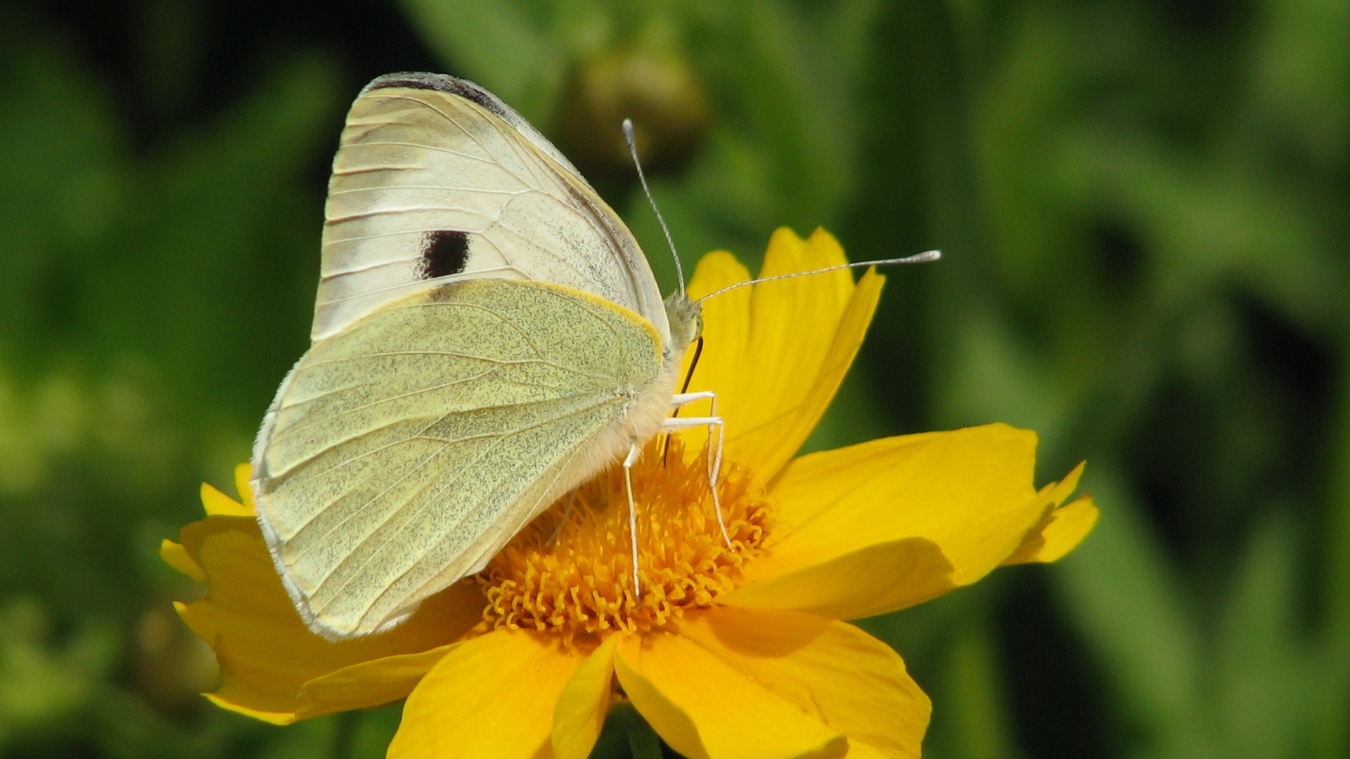 wallpaper YELLOW BUTTERFLY | White Butterfly On Yellow Flower ...