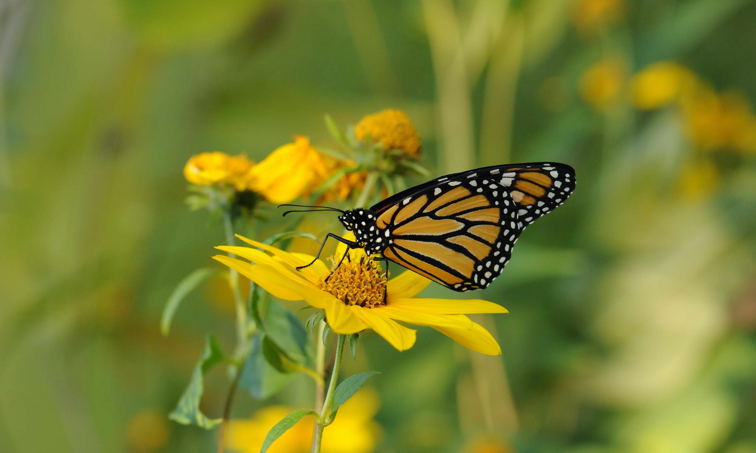 Free picture: insect, Monarch, butterfly, yellow flower