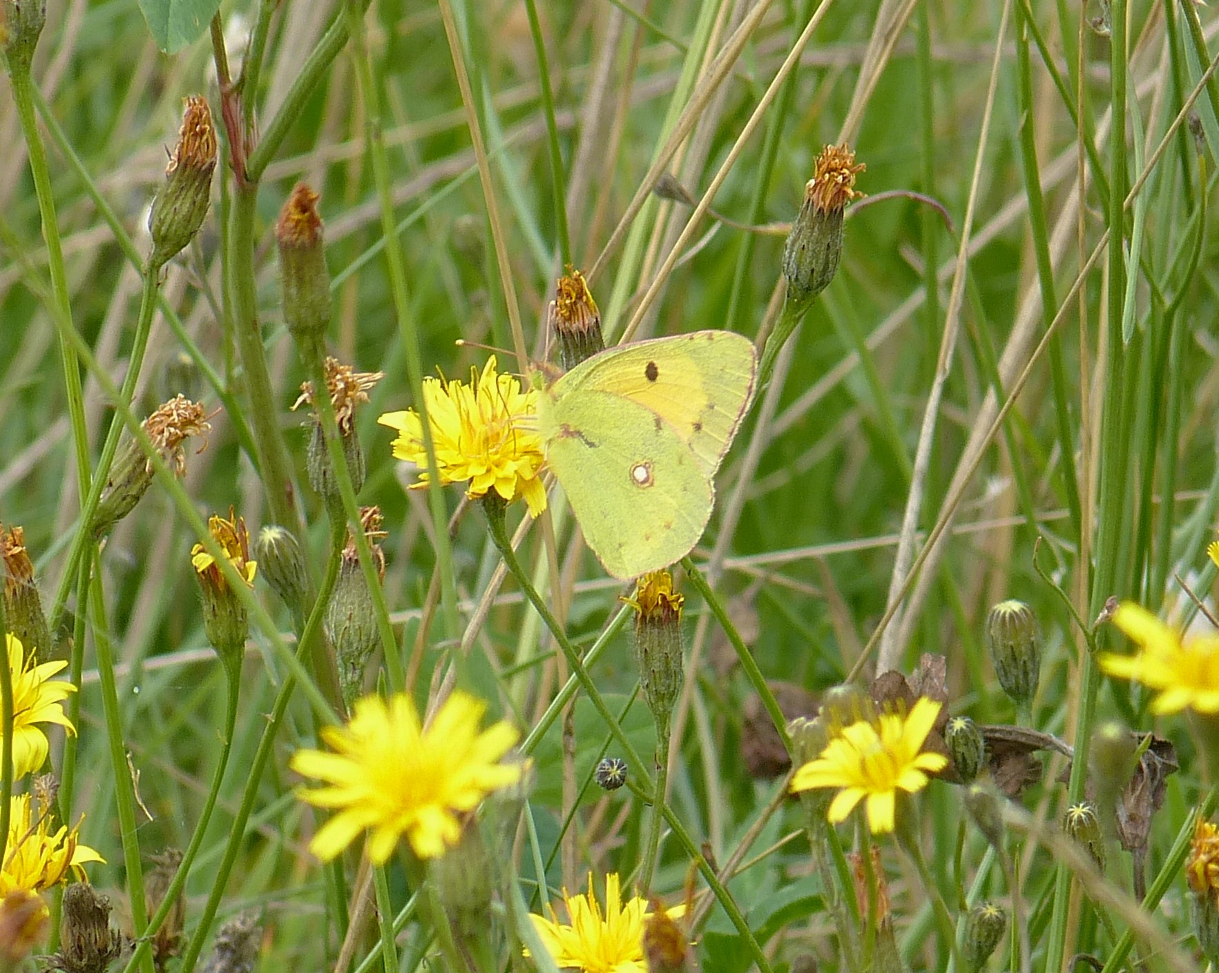 Clouded yellow butterfly - All creatures.... - Wildlife - The RSPB ...