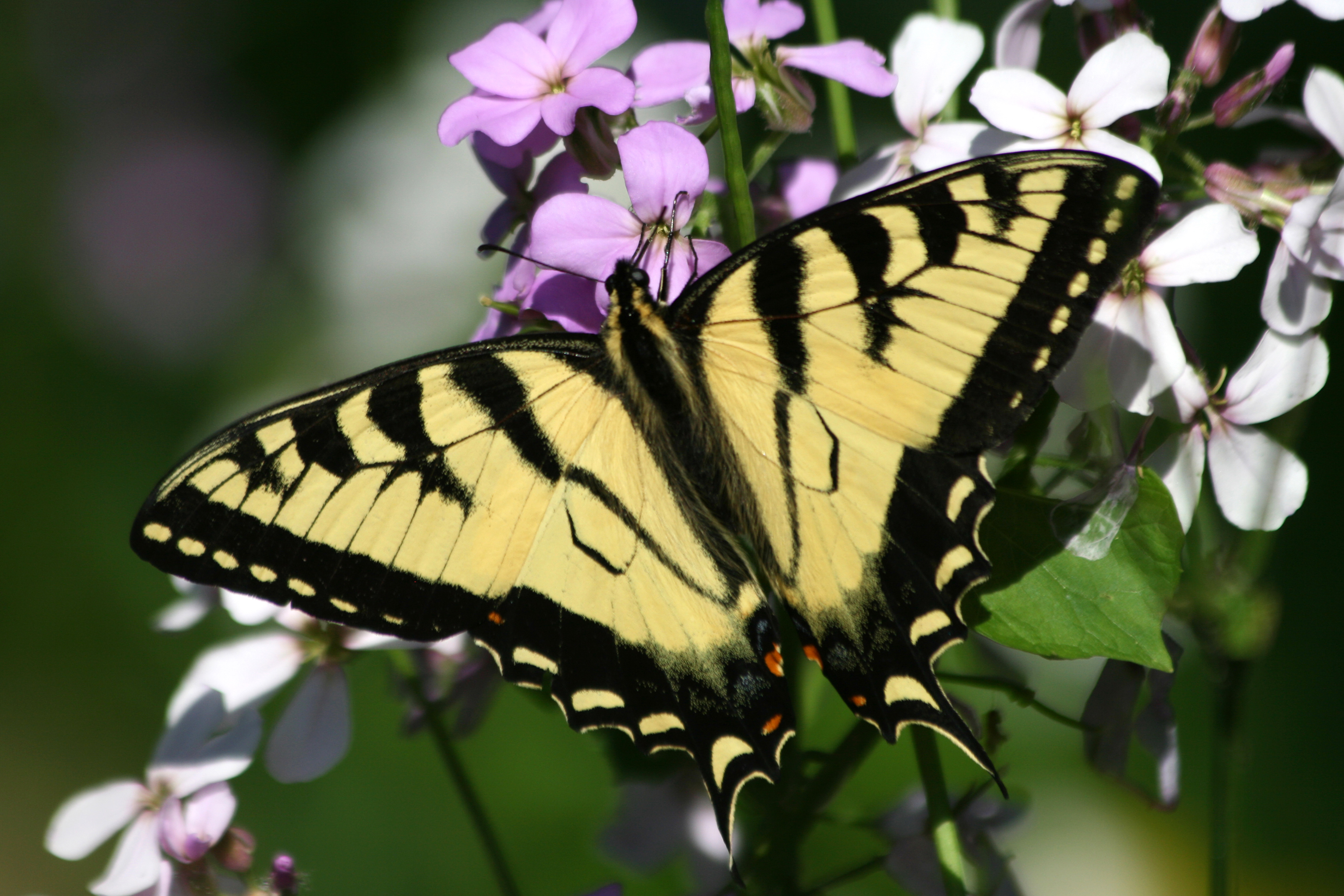 Eastern Tiger Swallowtail Butterflies | Naturally Curious with Mary ...
