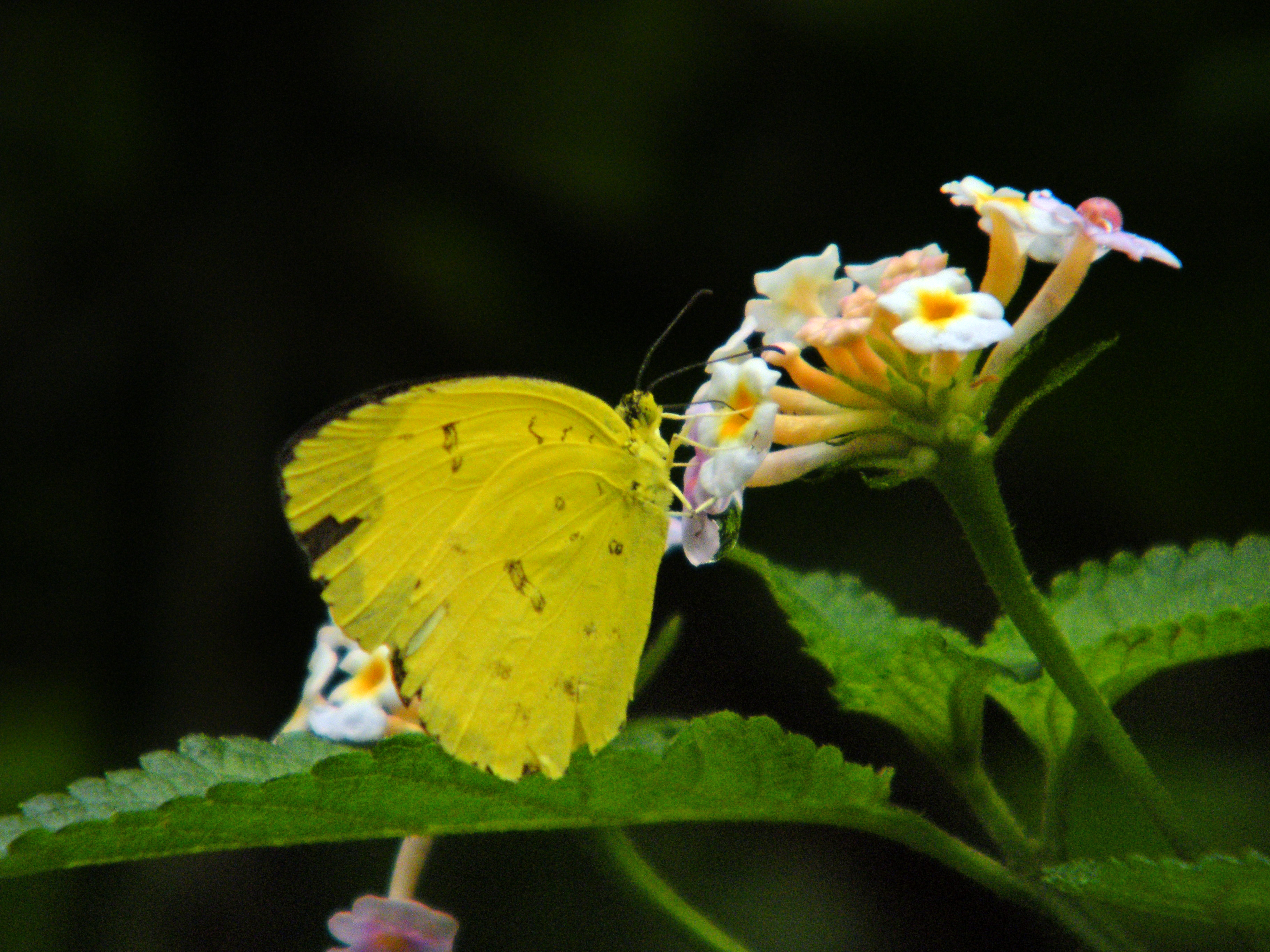 File:Common grass yellow butterfly.JPG - Wikimedia Commons