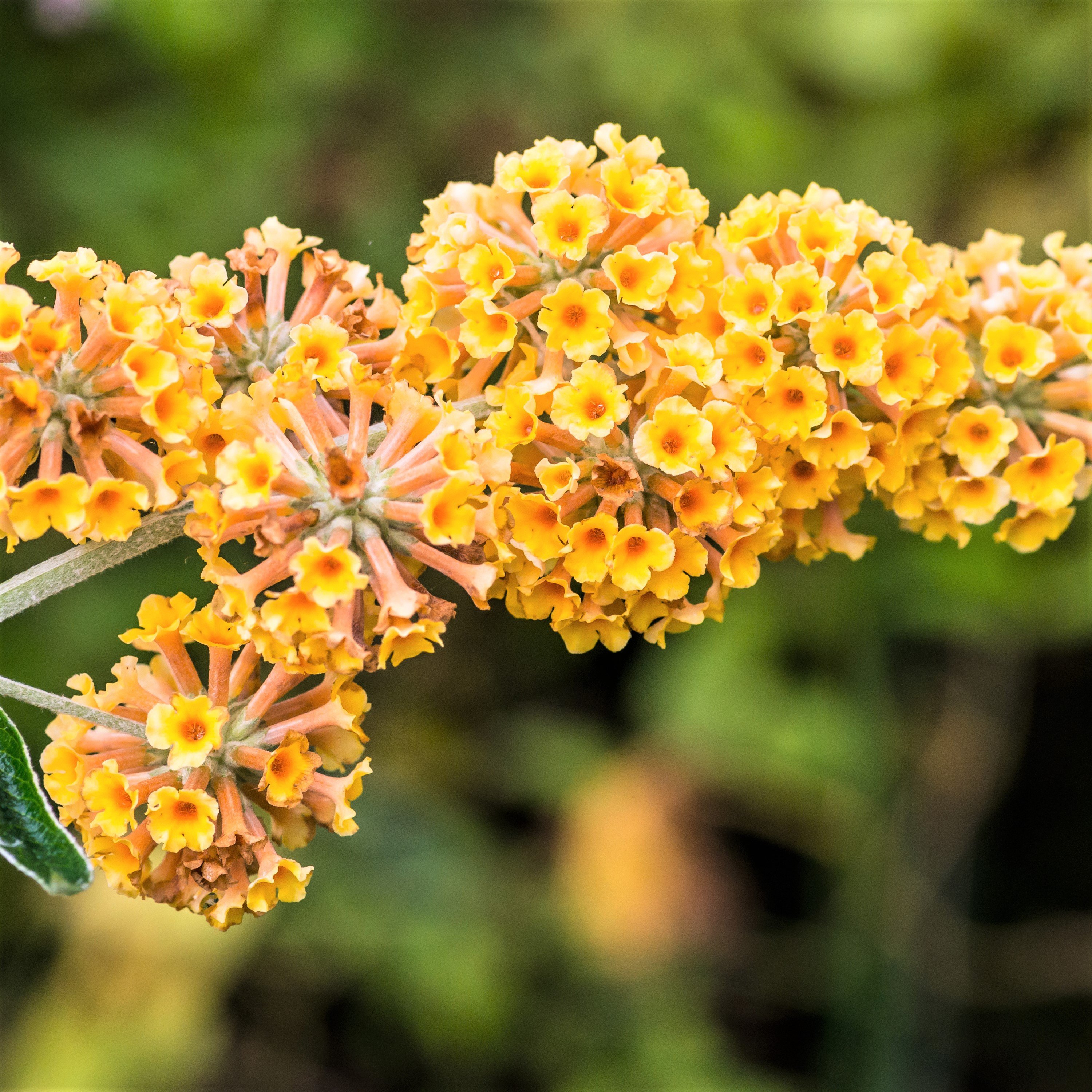 Buddleia Golden Glow | Golden Glow Butterfly Bush | Yellow Butterfly ...