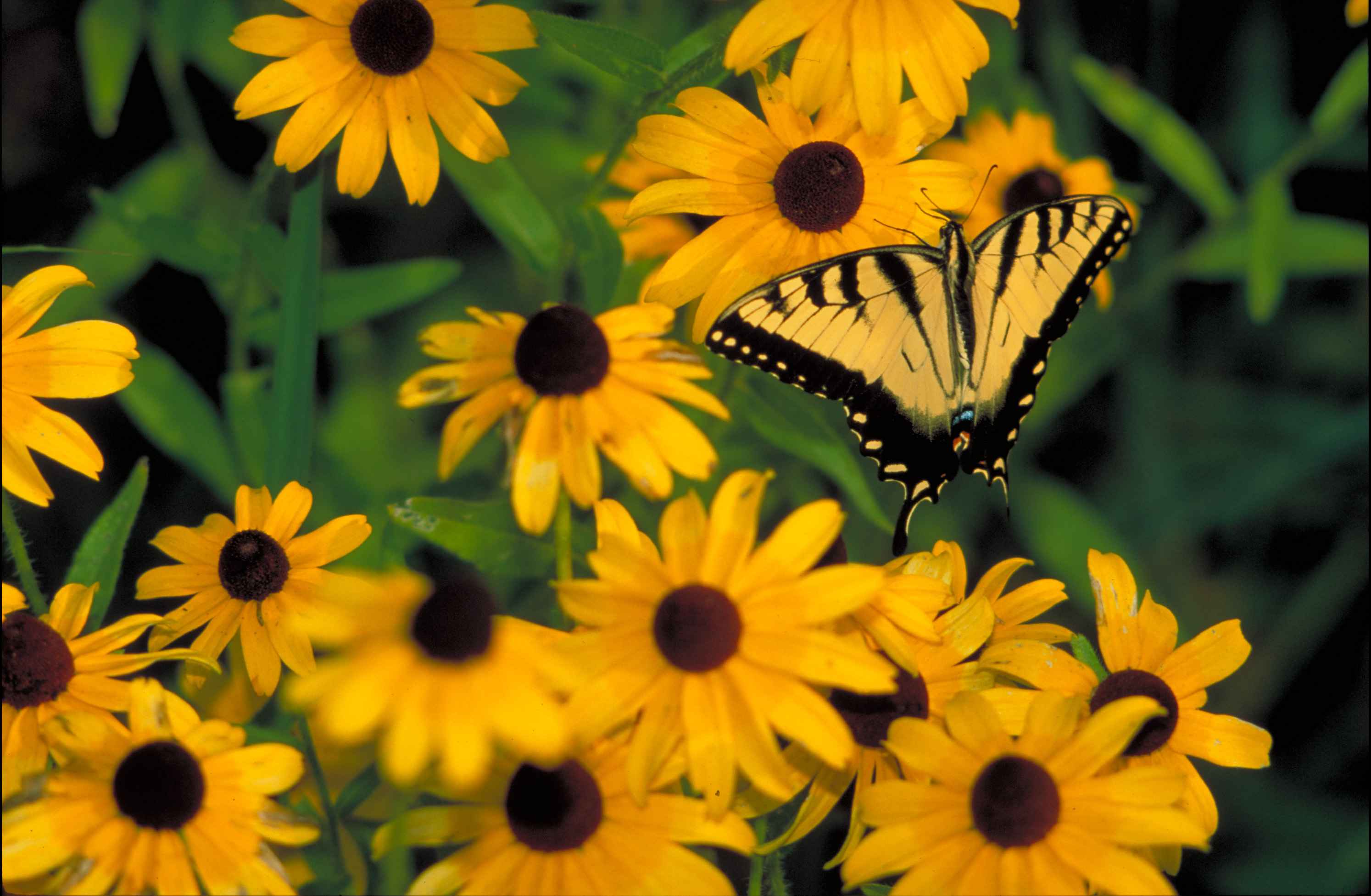 Free picture: yellow, butterfly, black, tiger stripes, wings ...