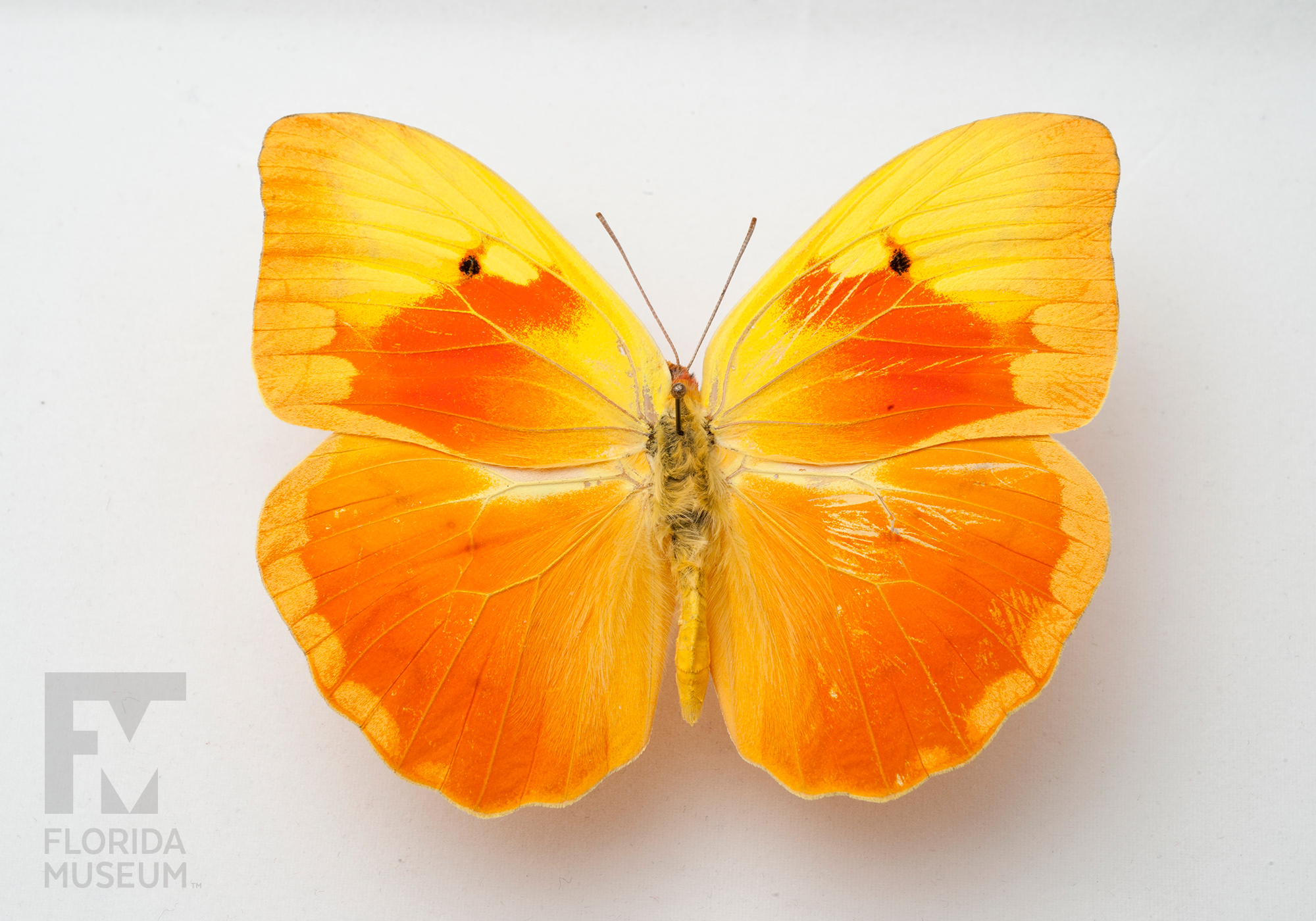 Phoebis avellaneda, Lepidoptera Collection Photo – #FloridaMuseumScience