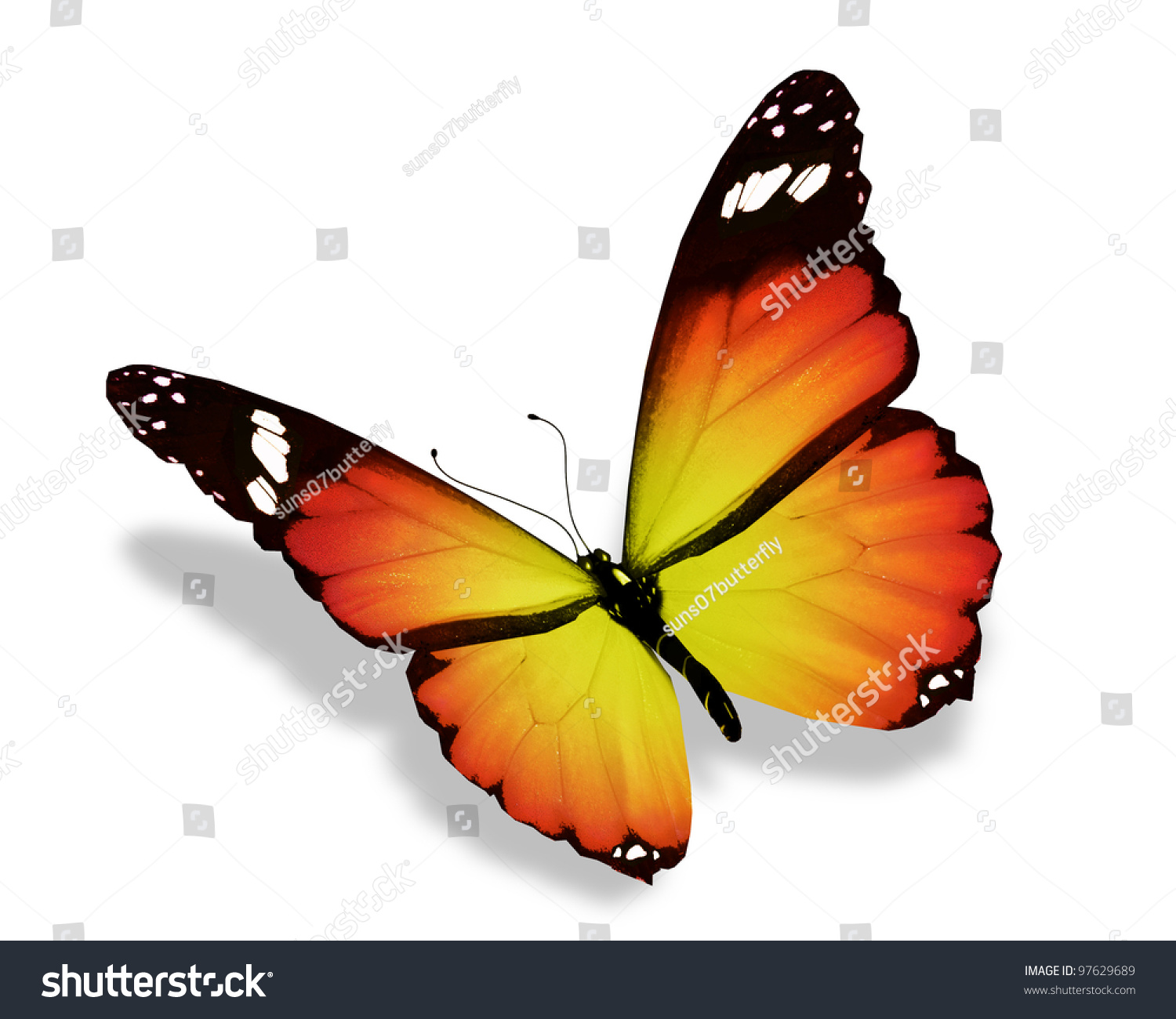 Yellow Butterfly Isolated On White Background Stock Illustration ...