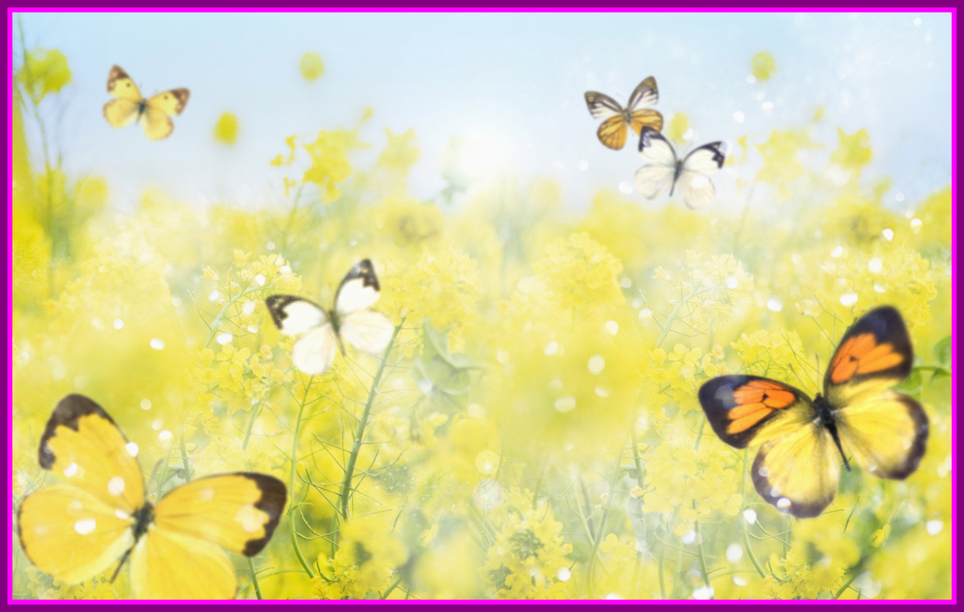 Appealing Yellow Butterfly Best Wallpaper Walops Pict For Trend And ...