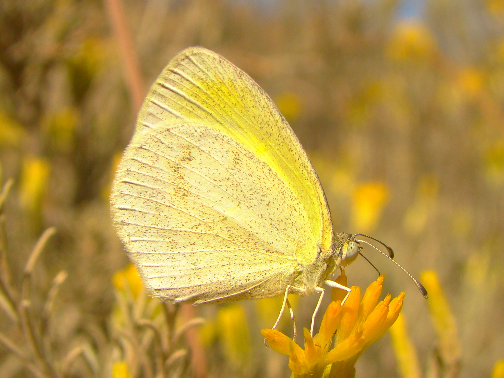 Arizona Butterflies | The Patagonia Birding & Butterfly Co.
