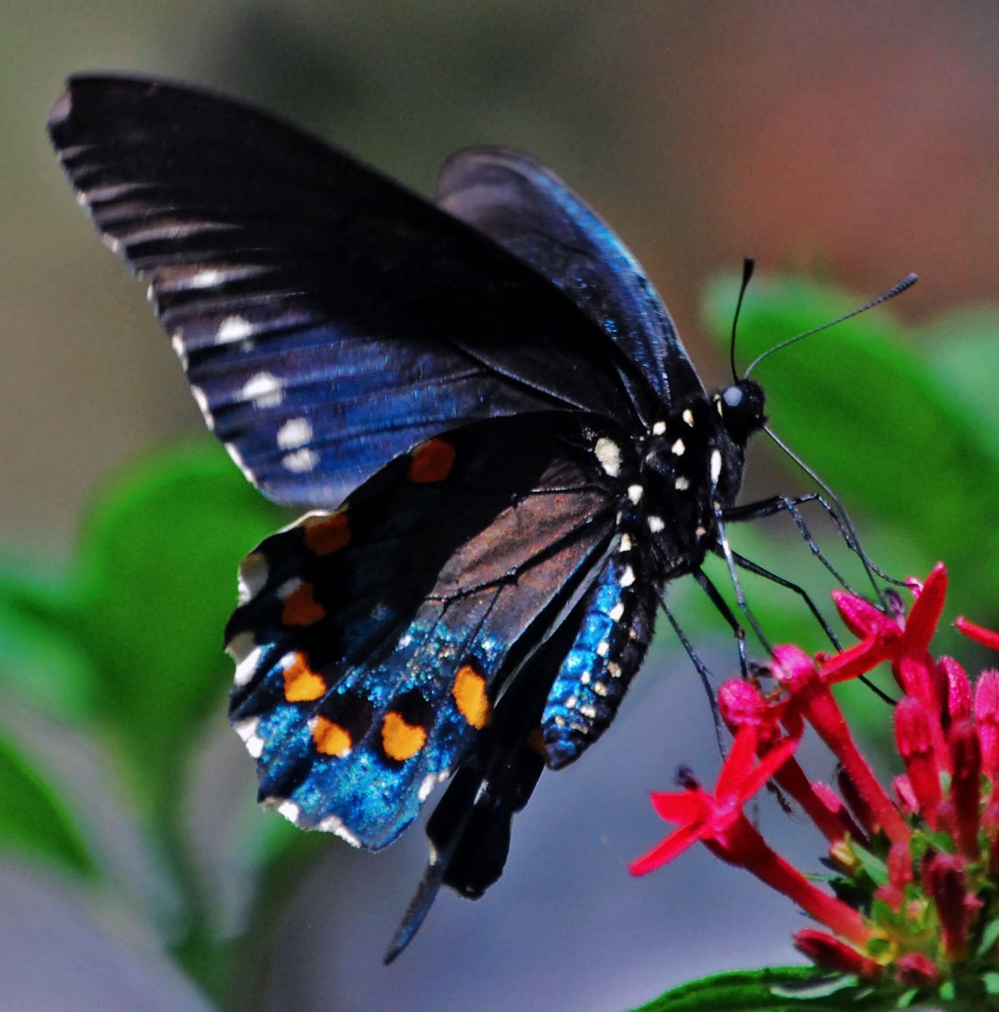 120+ Beautiful Butterflies // Amazing Blue butterfly, Red butterfly ...
