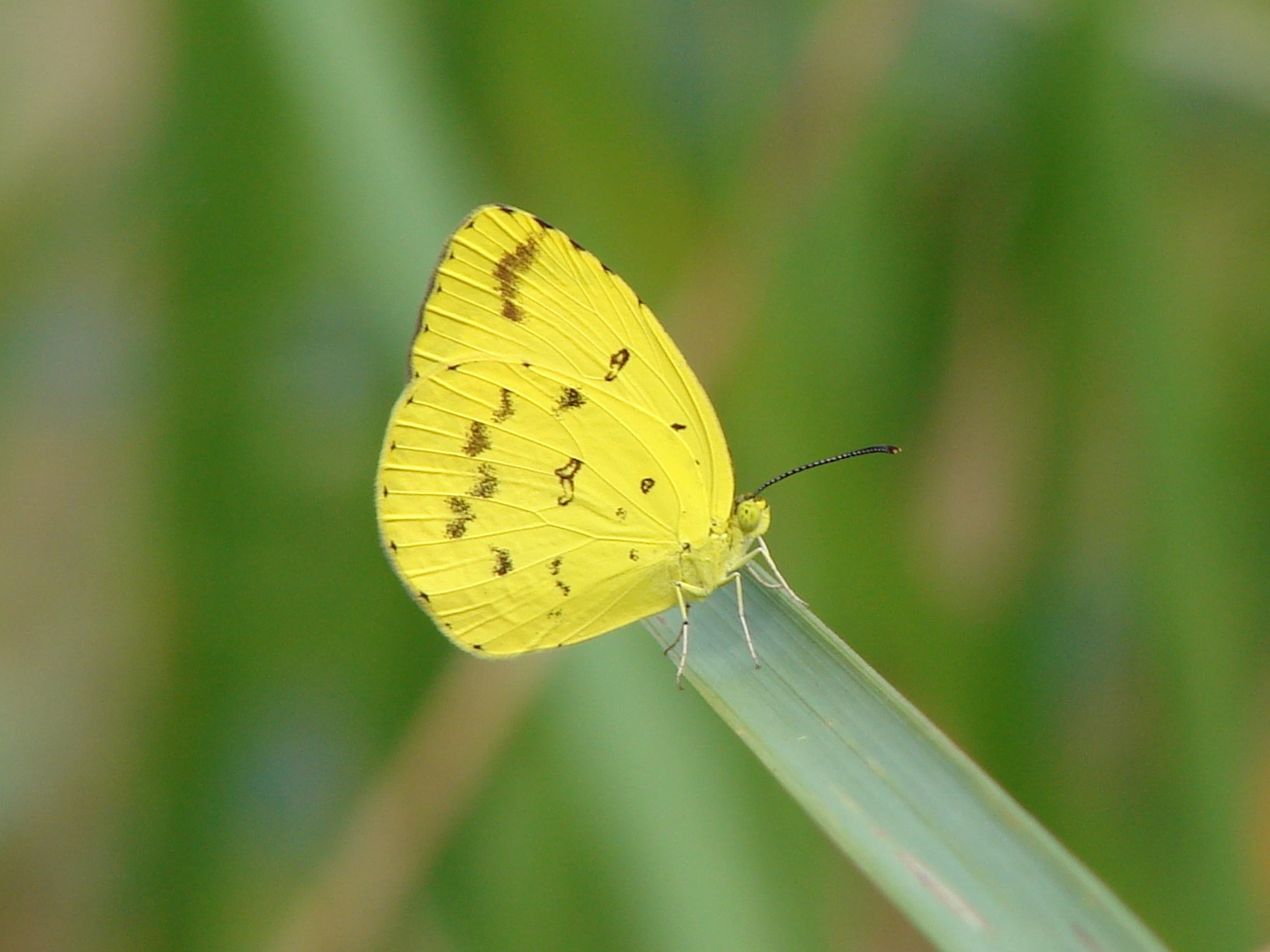 Common Grass Yellow Butterfly ( Eurema hecabe). | SPORTSMAN CREEK ...