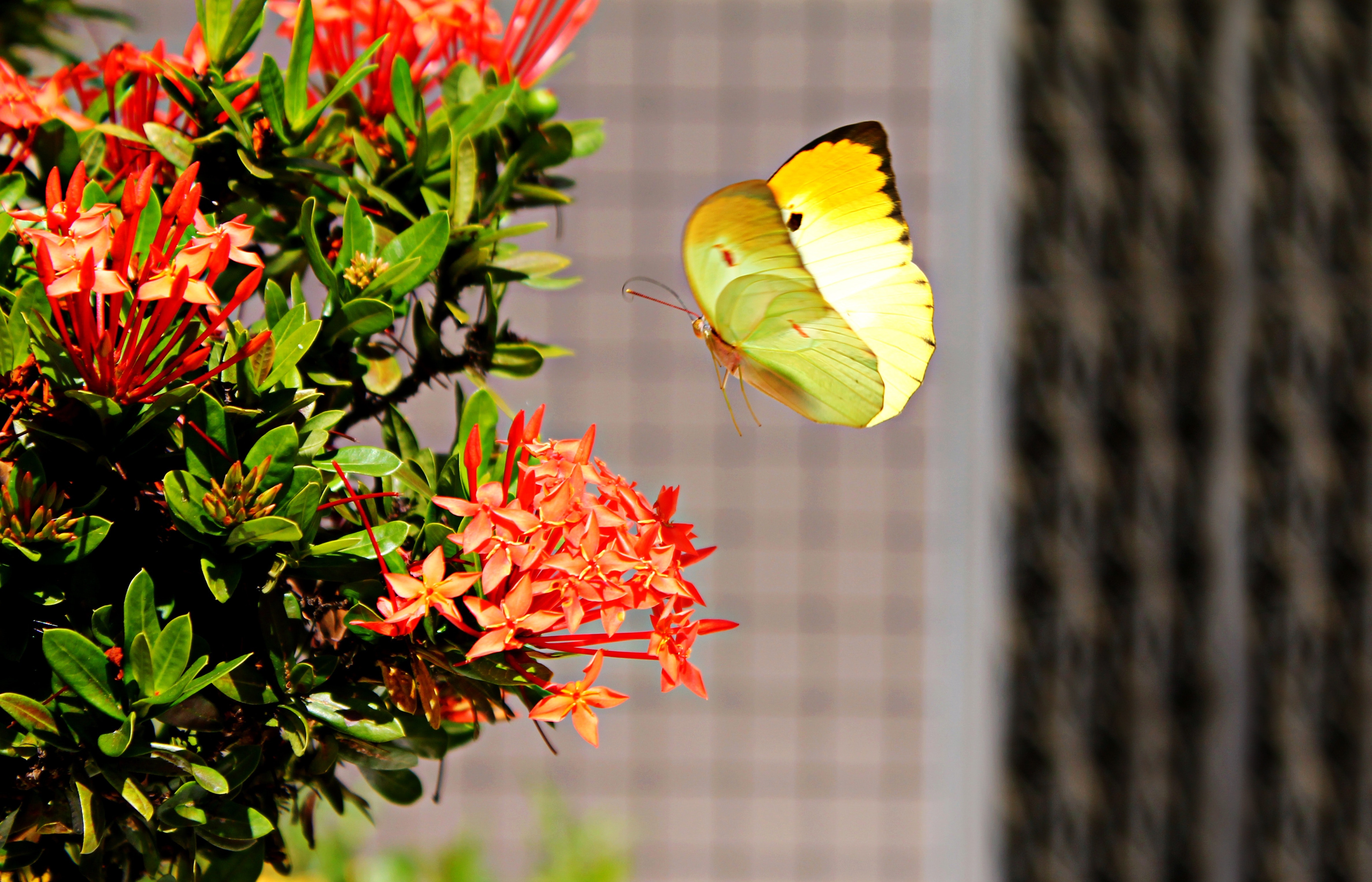 Yellow butterfly hovering over red ixora photo