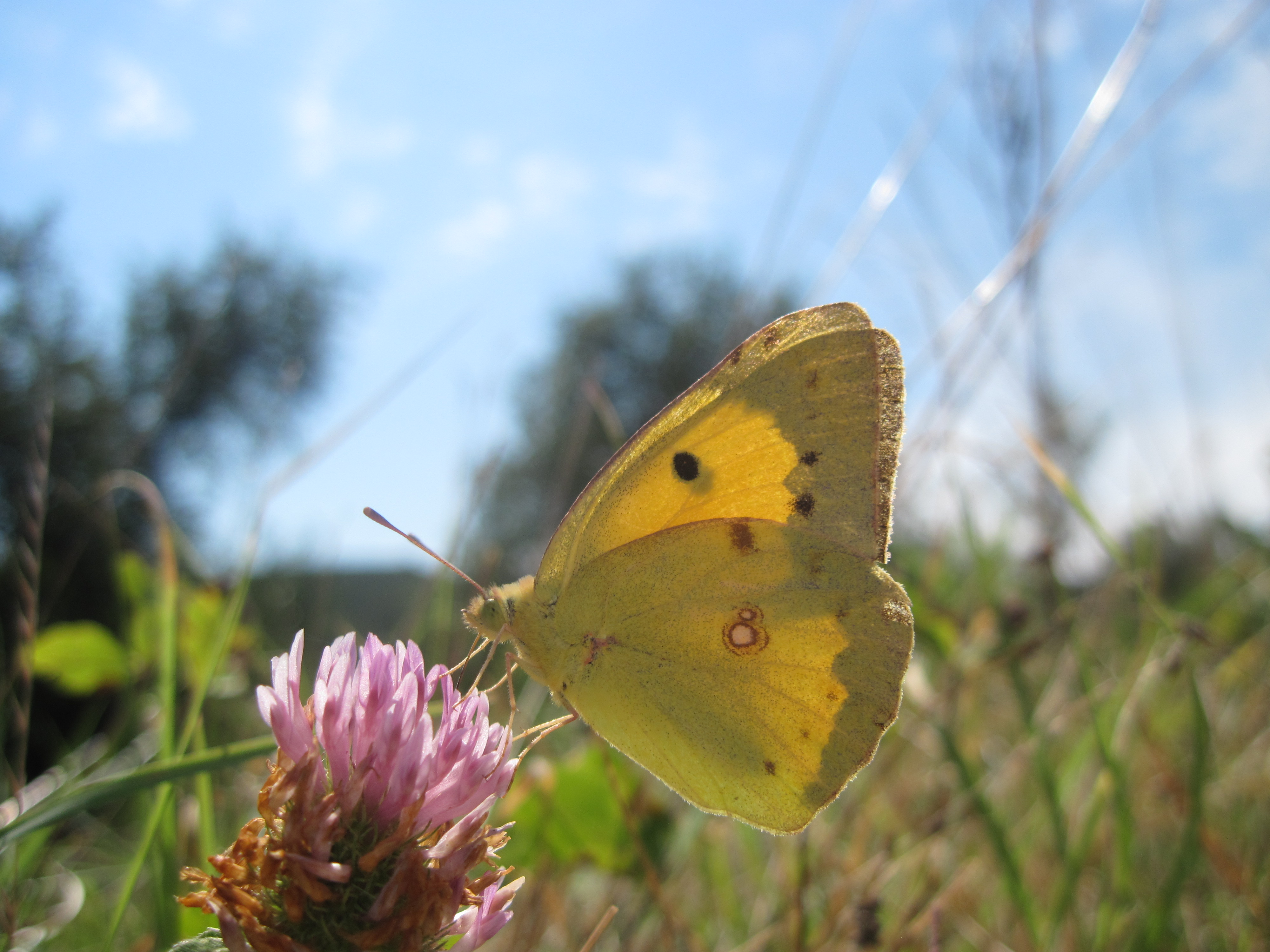 Yellow butterfly on a pink flower photo