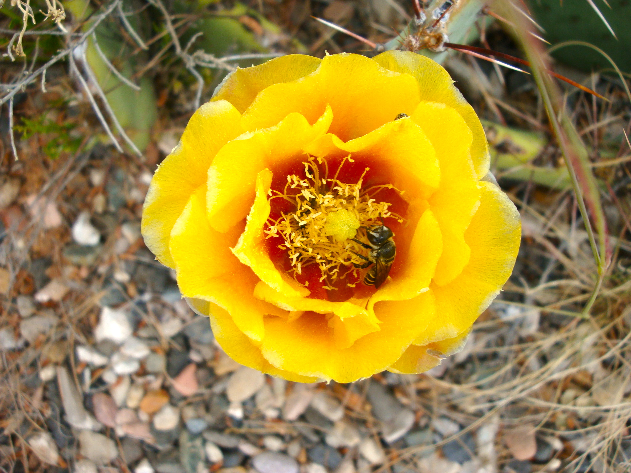 Yellow cactus flowers photo