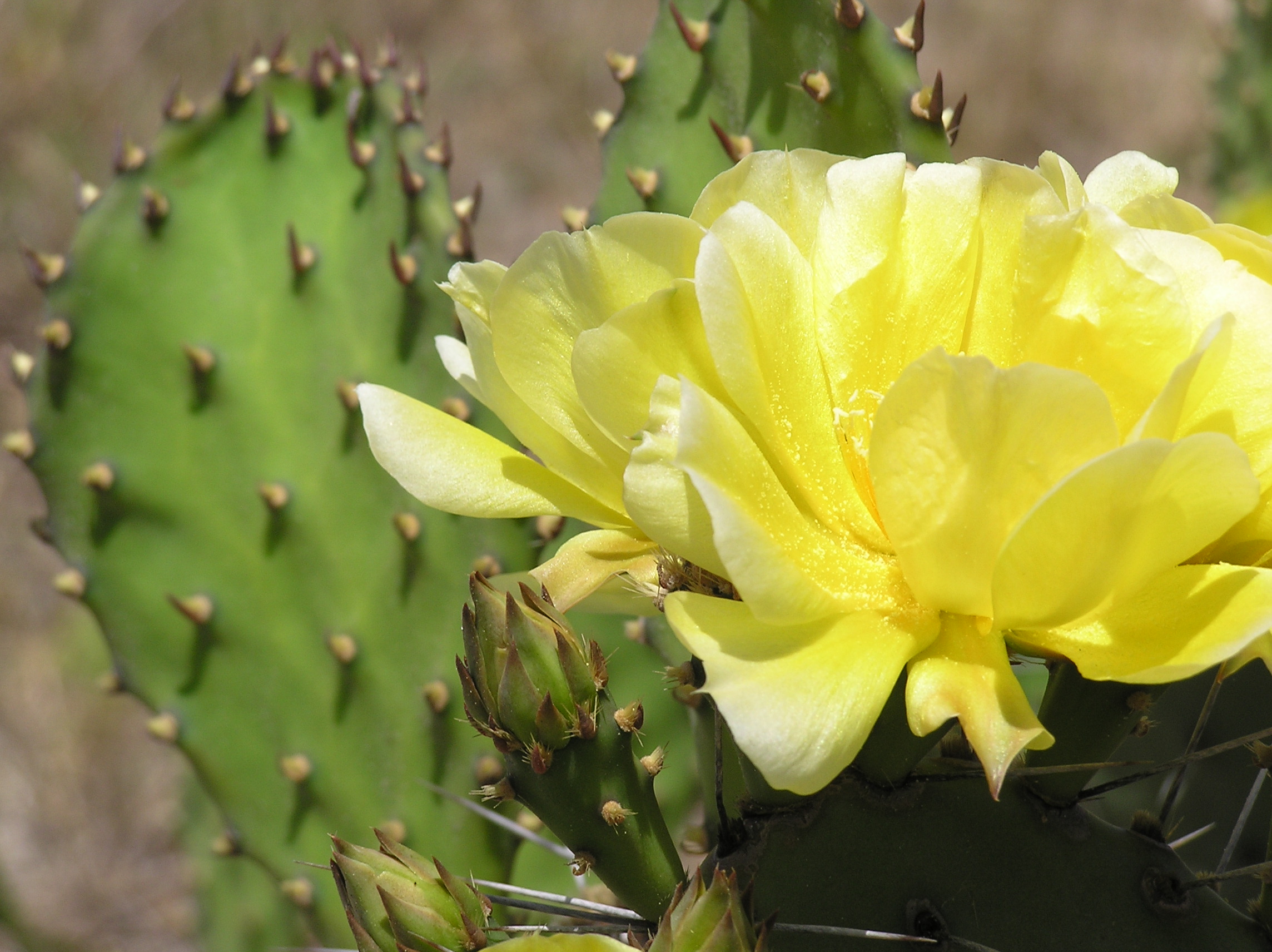 File:Yellow cactus flower.jpg - Wikimedia Commons