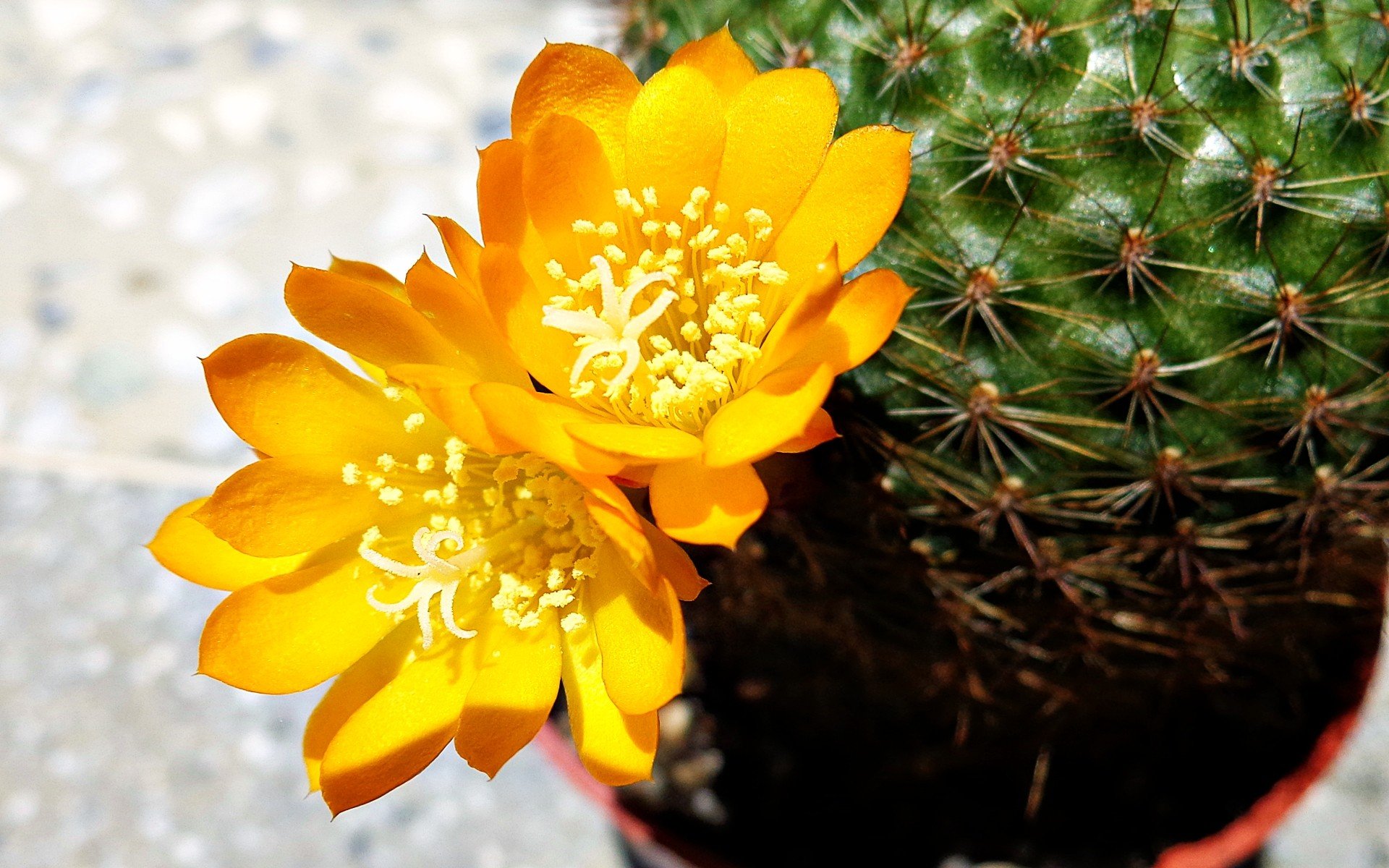 high quality, flowers, cactus, amazing,nature, flowers, pictures ...