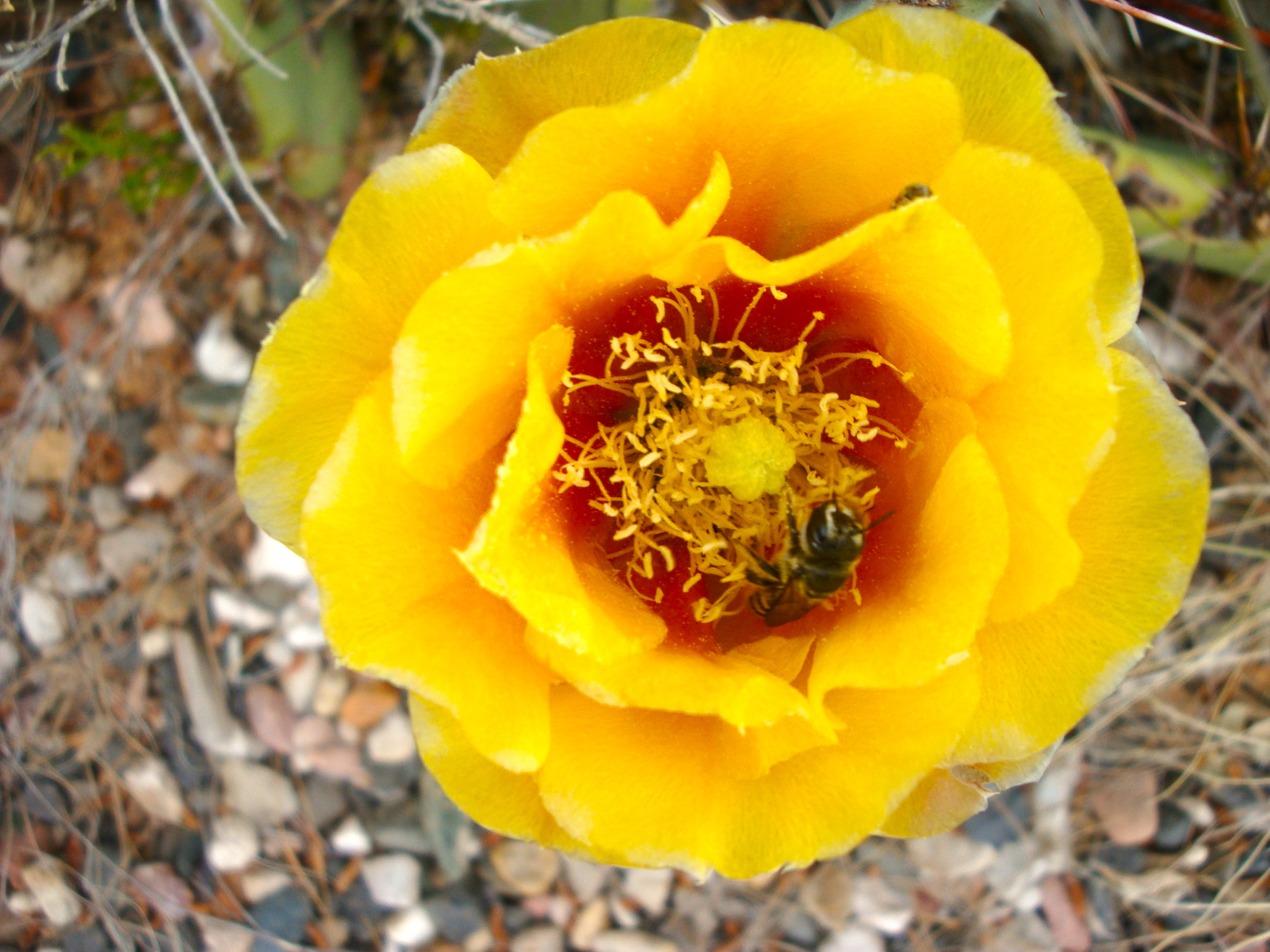 Prickly Pear Cactus Flowers and Bumblebees | Earth Gifts: Healers ...