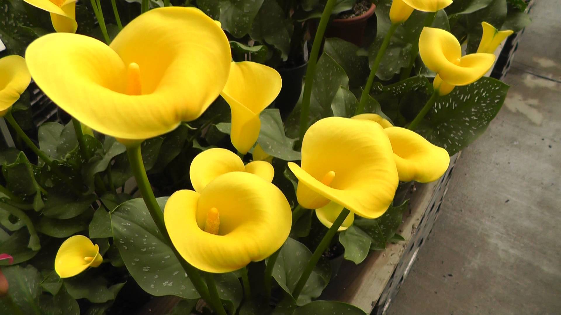 Yellow calla lilies photo