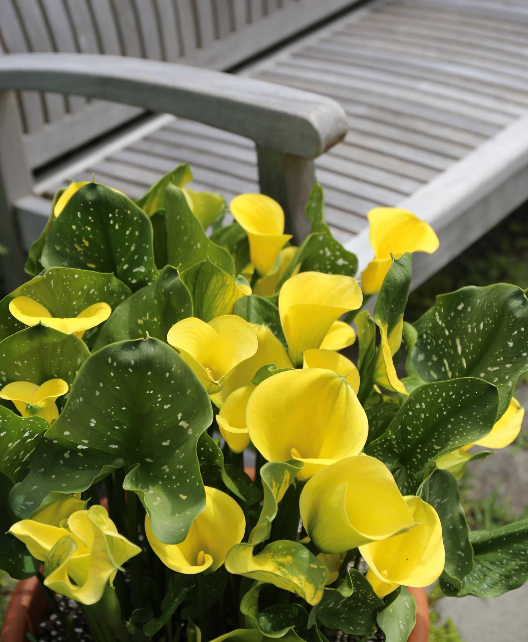 All About Calla Lilies