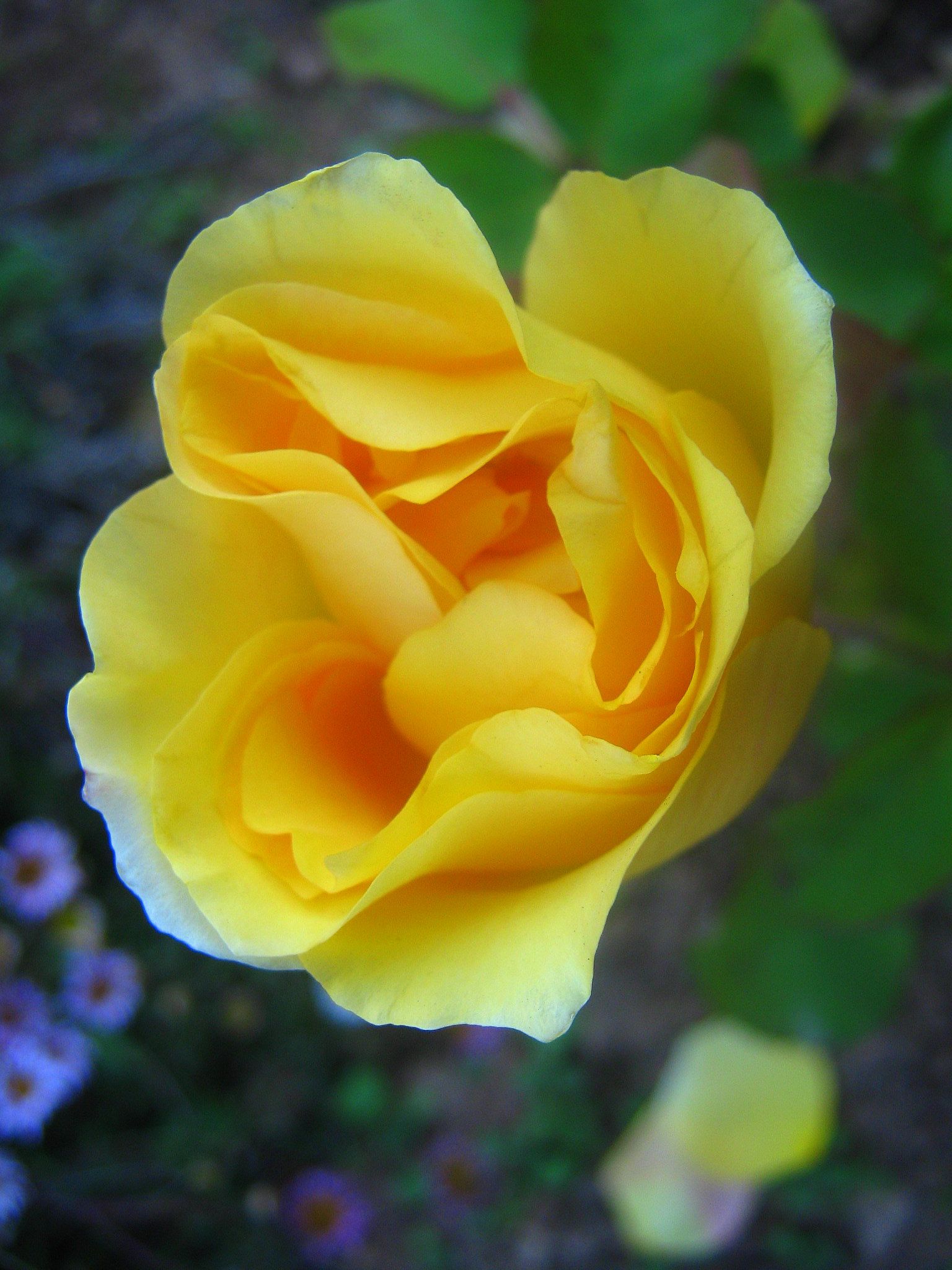 Park's yellow tea scented china rose | A rose is a rose | Pinterest ...