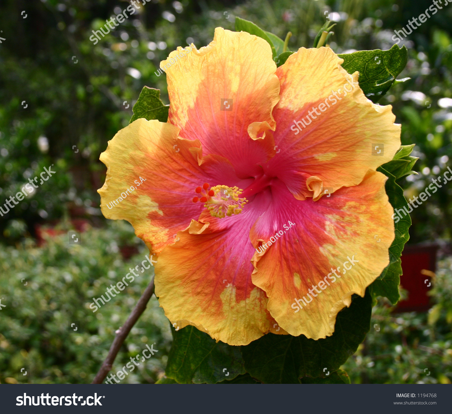 Striking Giant Hibiscus Yellow Pink Stock Photo 1194768 - Shutterstock