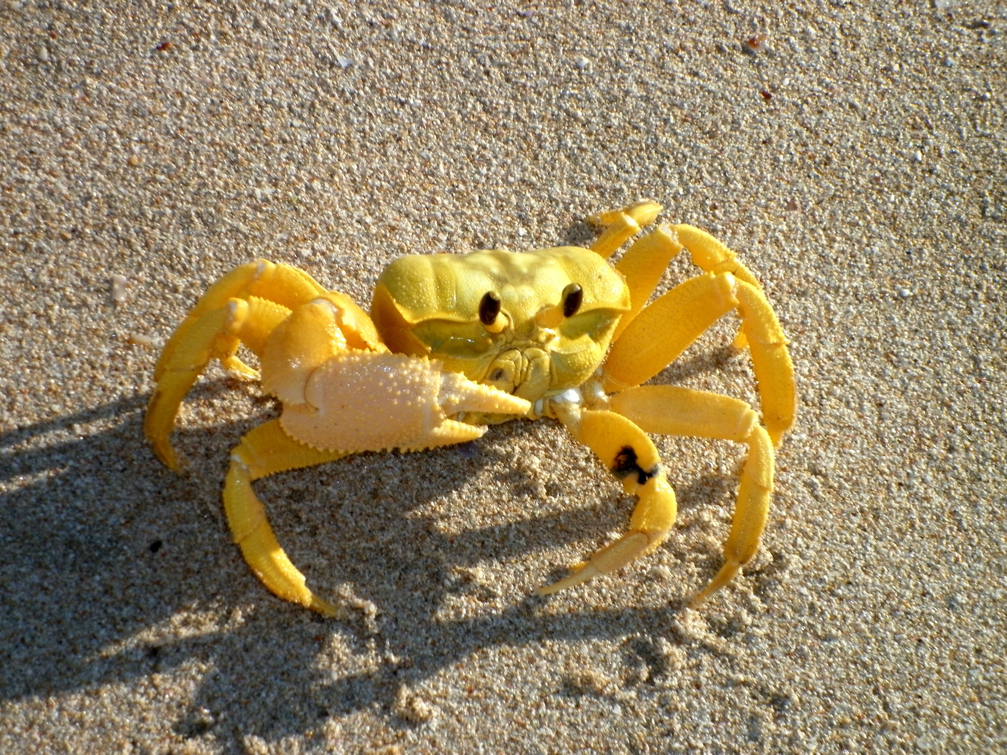 Yellow crab photo