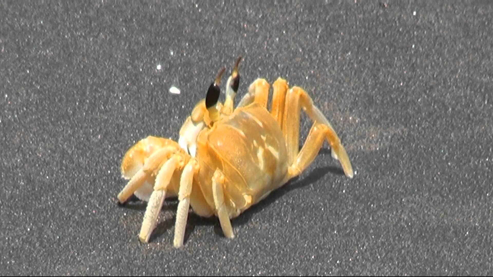 Yellow Crab - Kovalam Beach - YouTube