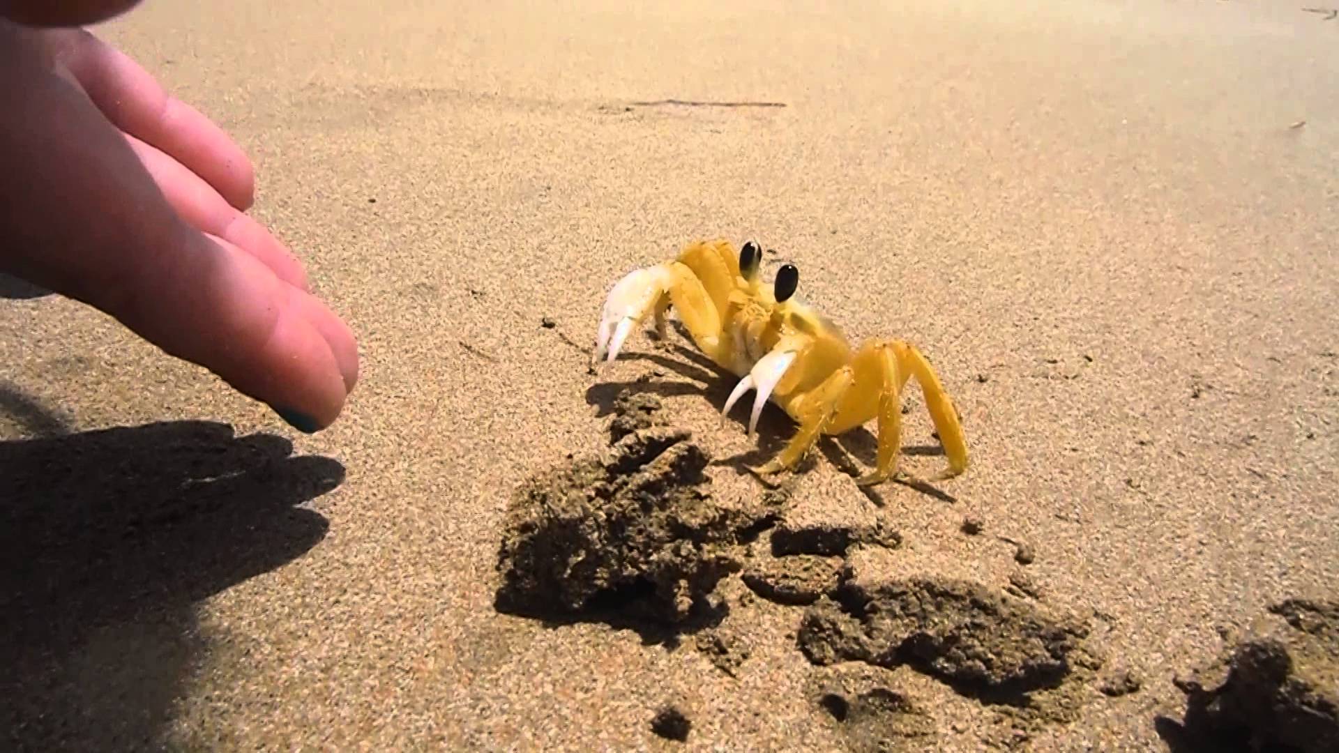 Little Yellow Crab on the Beach - YouTube