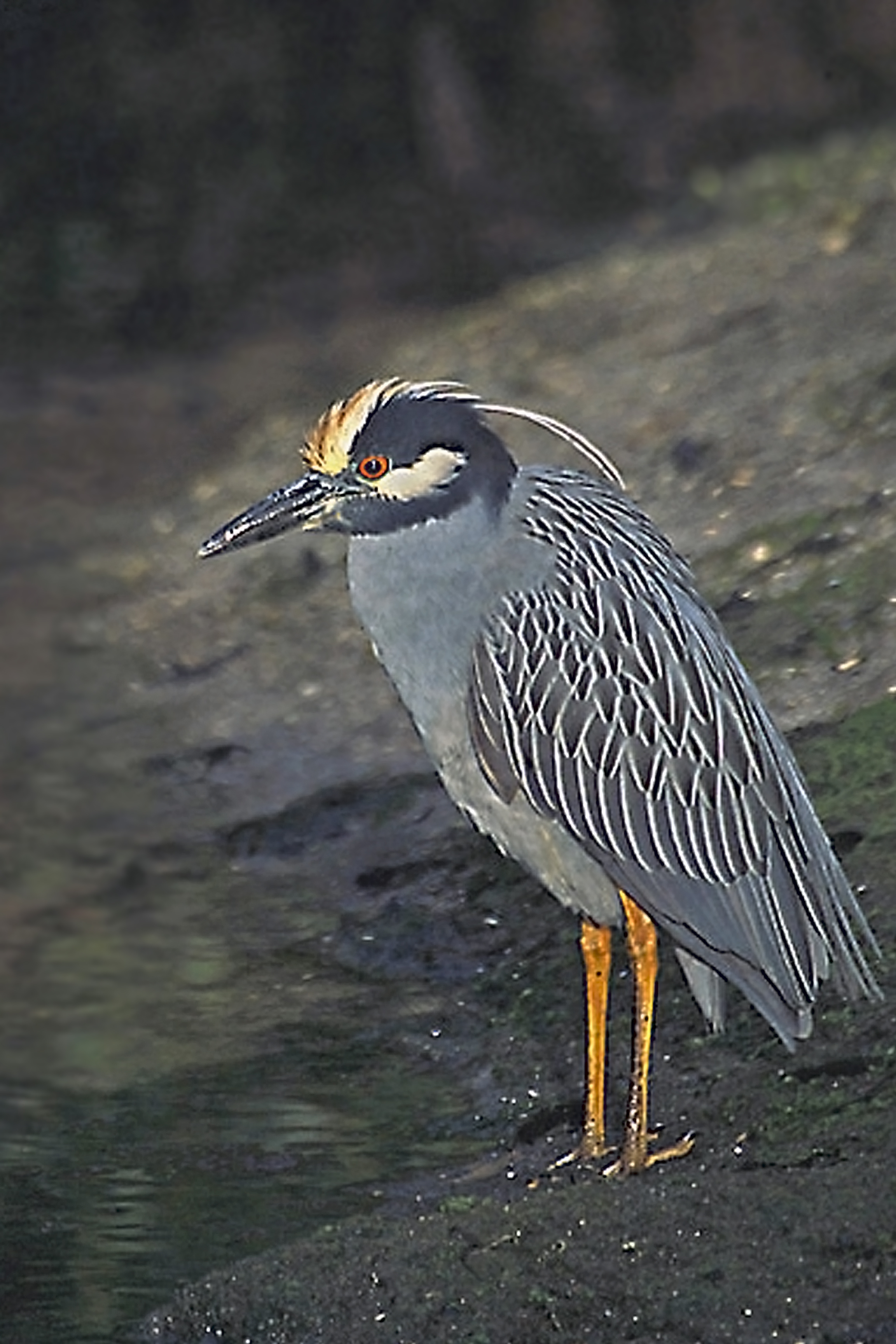 File:Yellow-crowned Night Heron.jpg - Wikimedia Commons