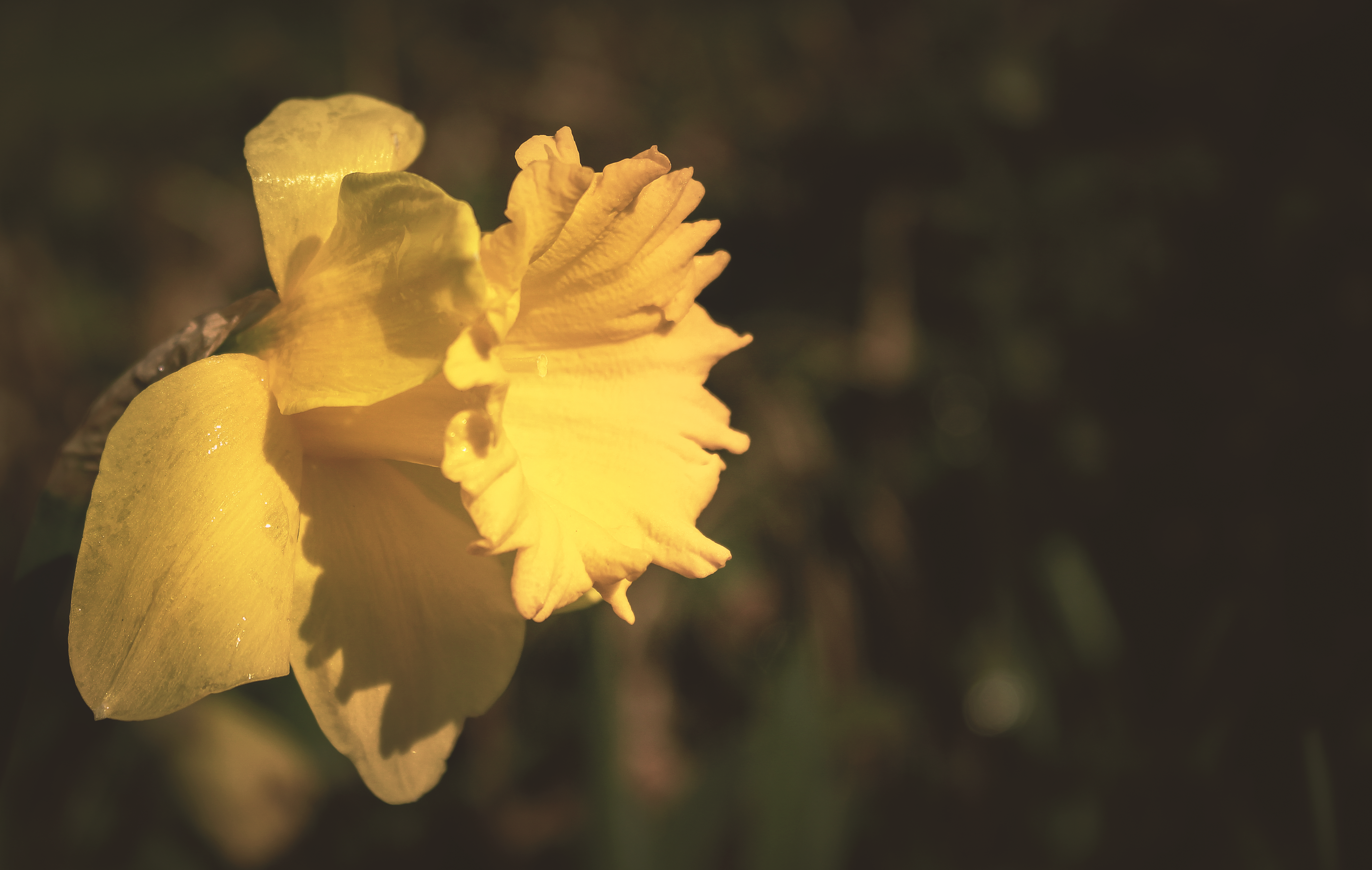 Yellow daffodil flower in tilt shift lens photography