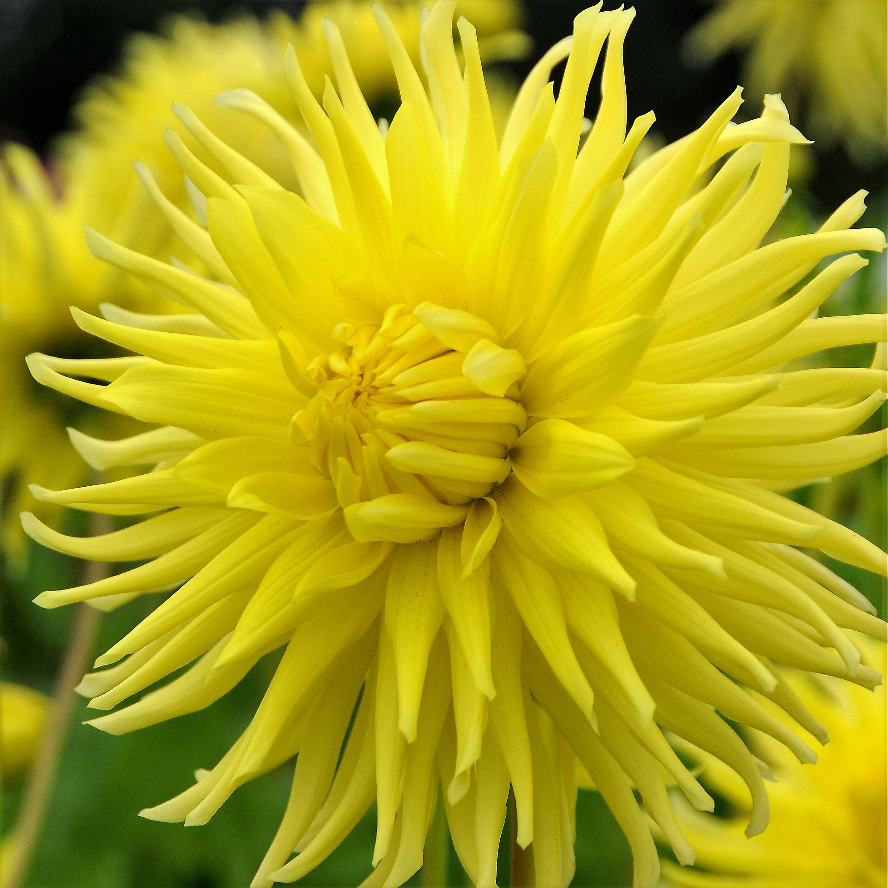Dahlia Yellow Star – Easy To Grow Bulbs
