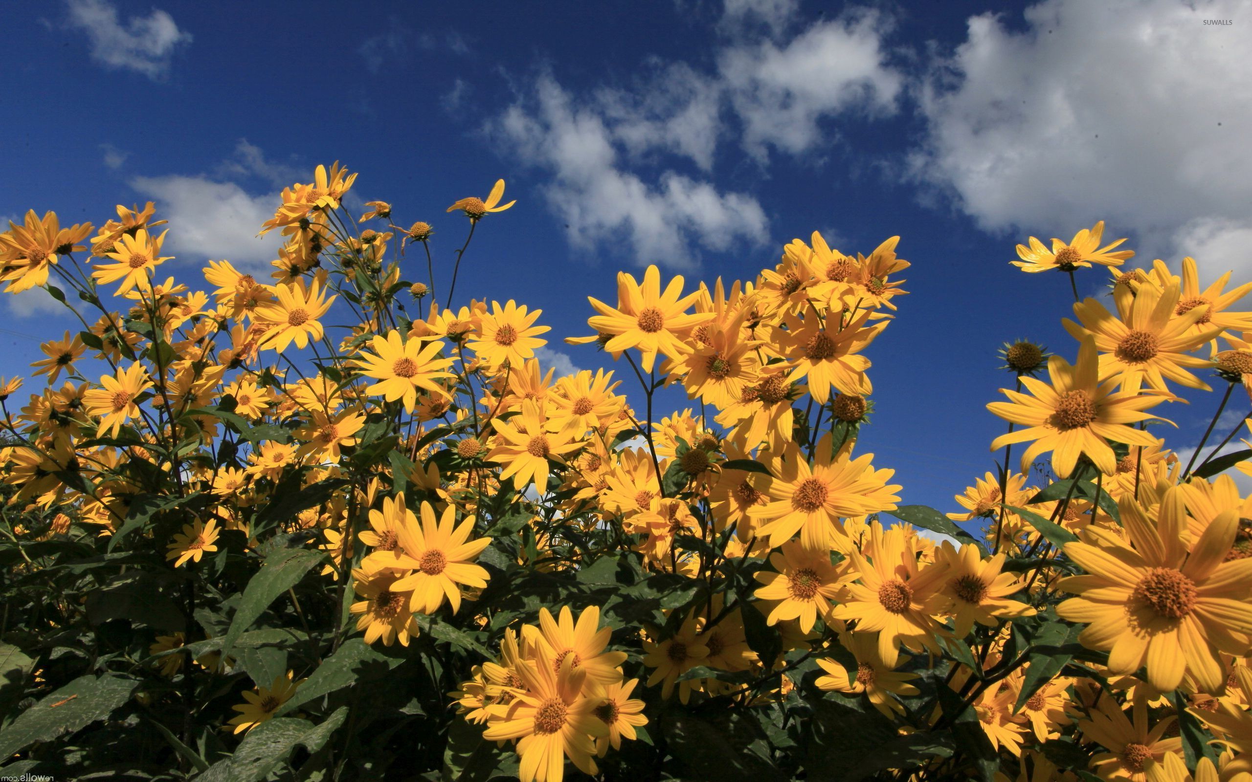 Download Free photo: Yellow Daisies - Daisy, Flower, Fragrance - Free Download - Jooinn