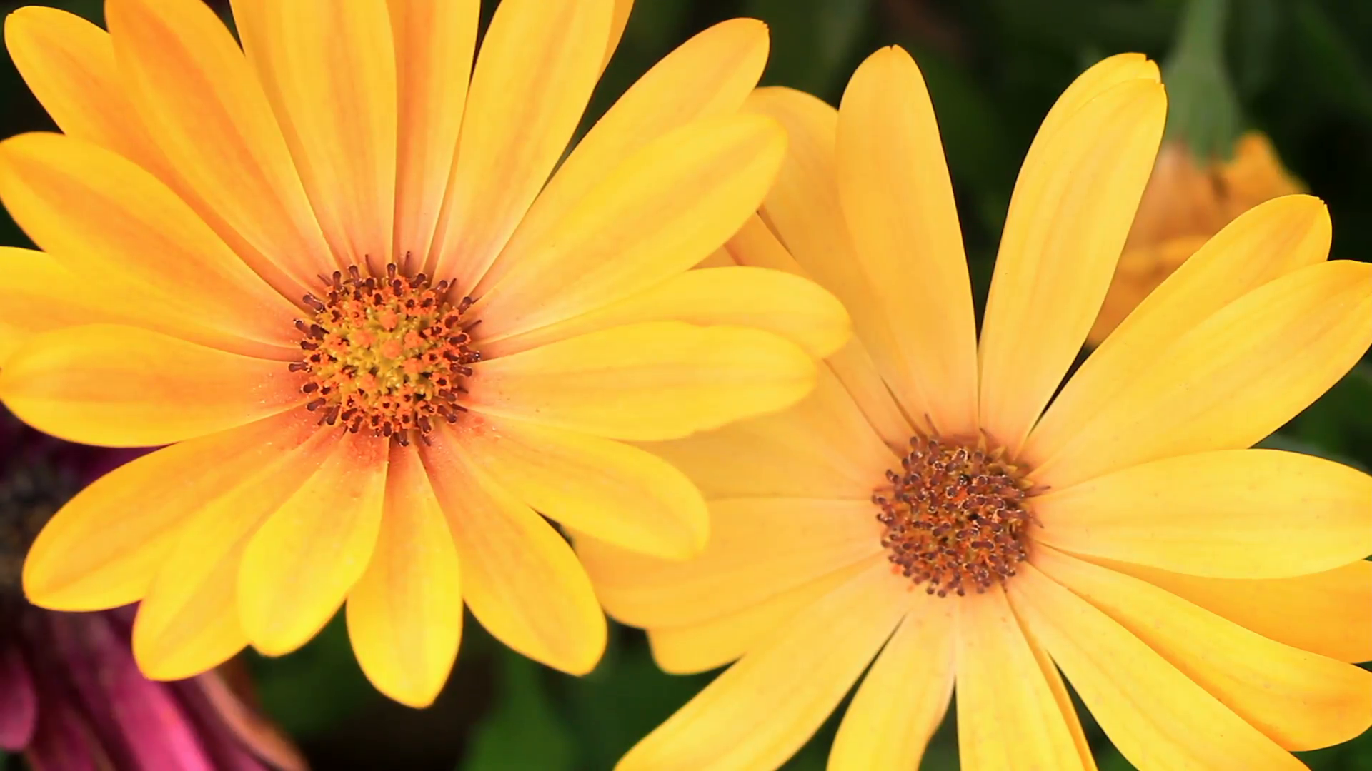 Yellow daisies. Flower close up at the spring time. Pretty African ...