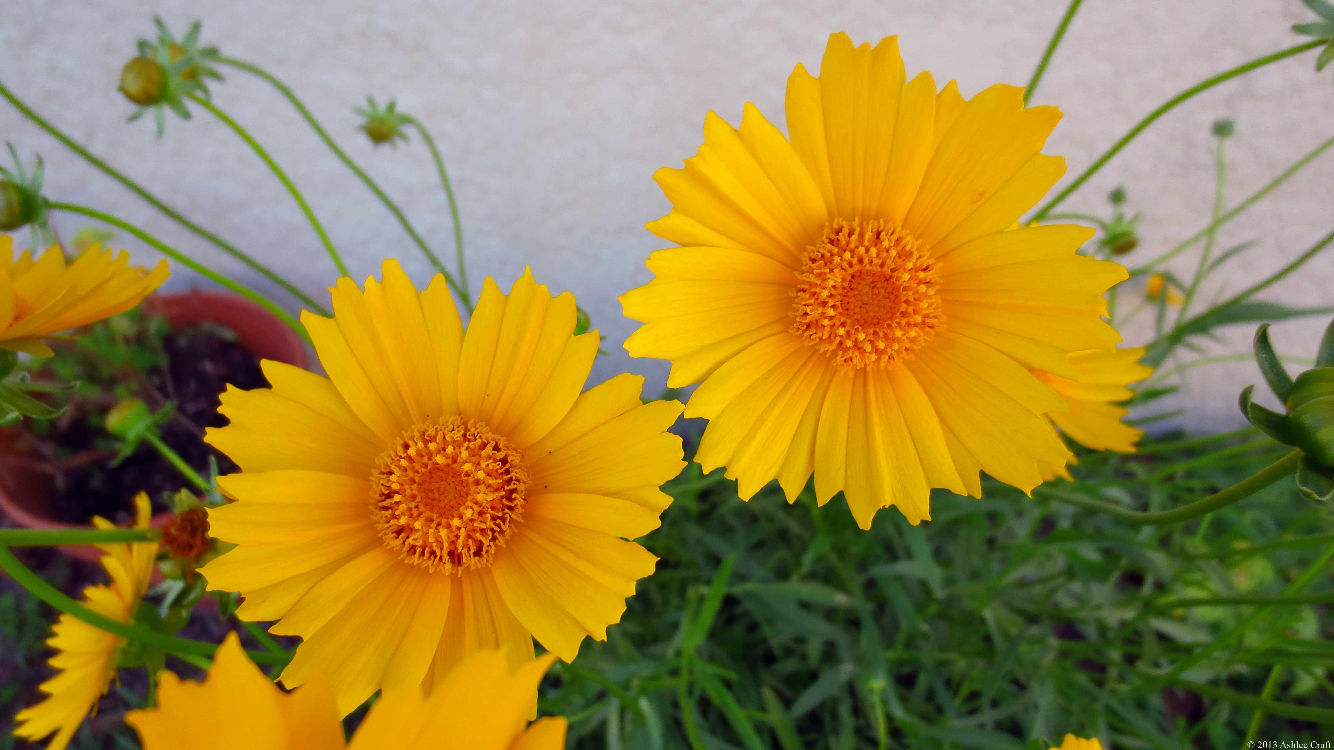 yellow daisies daisy flower jooinn photography
