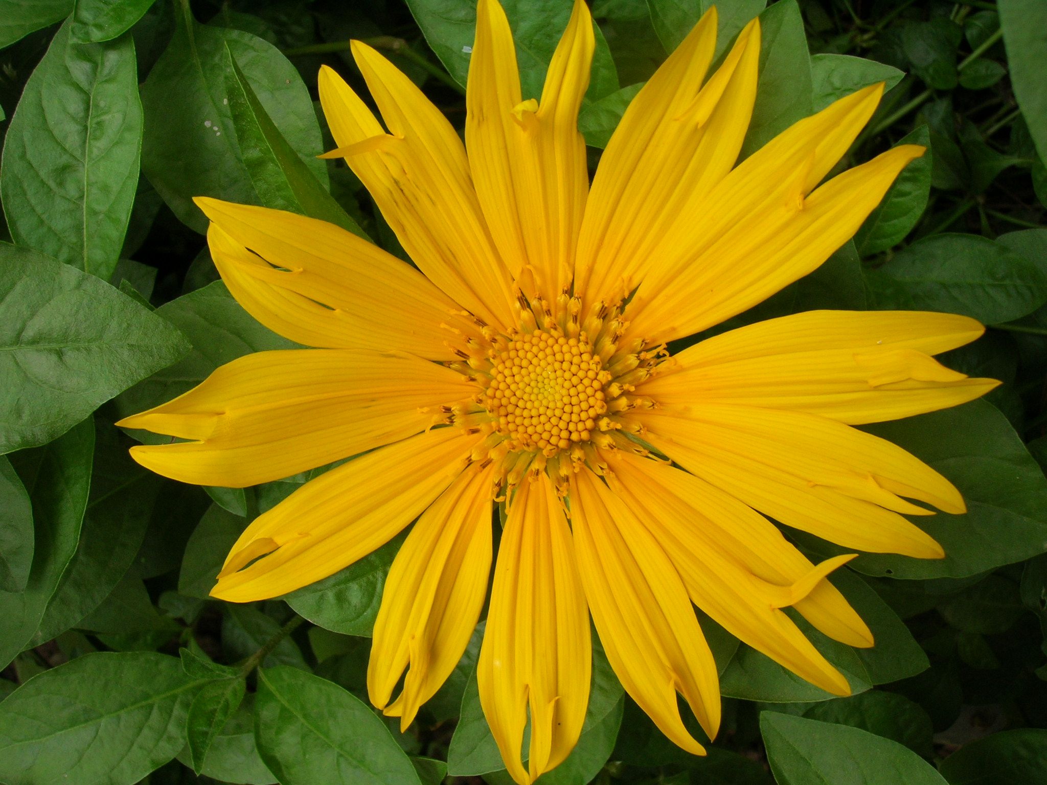 wild yellow Daisy | Flowers I grew in Africa | Pinterest
