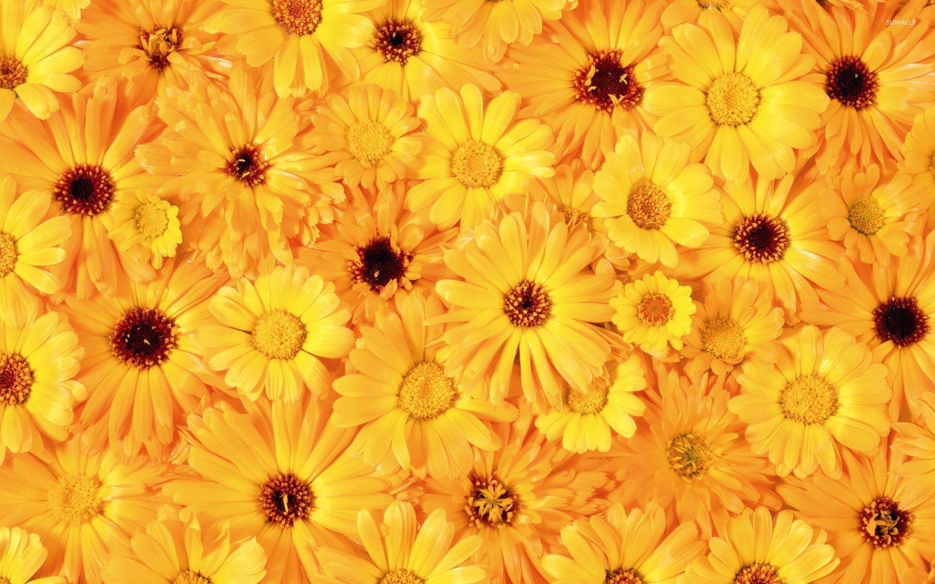 Yellow daisies wallpaper - Flower wallpapers - #54402