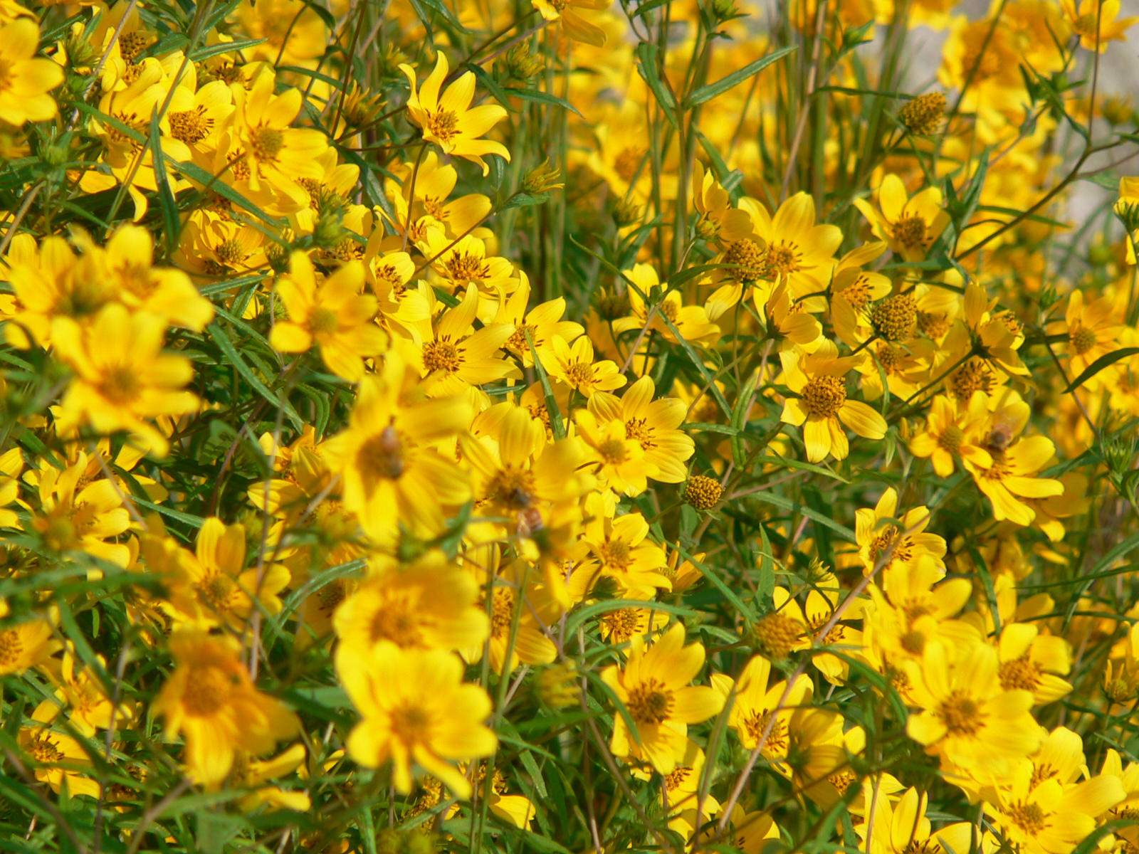 File:Yellow Daisies on Stone Mountain.jpg - Wikimedia Commons