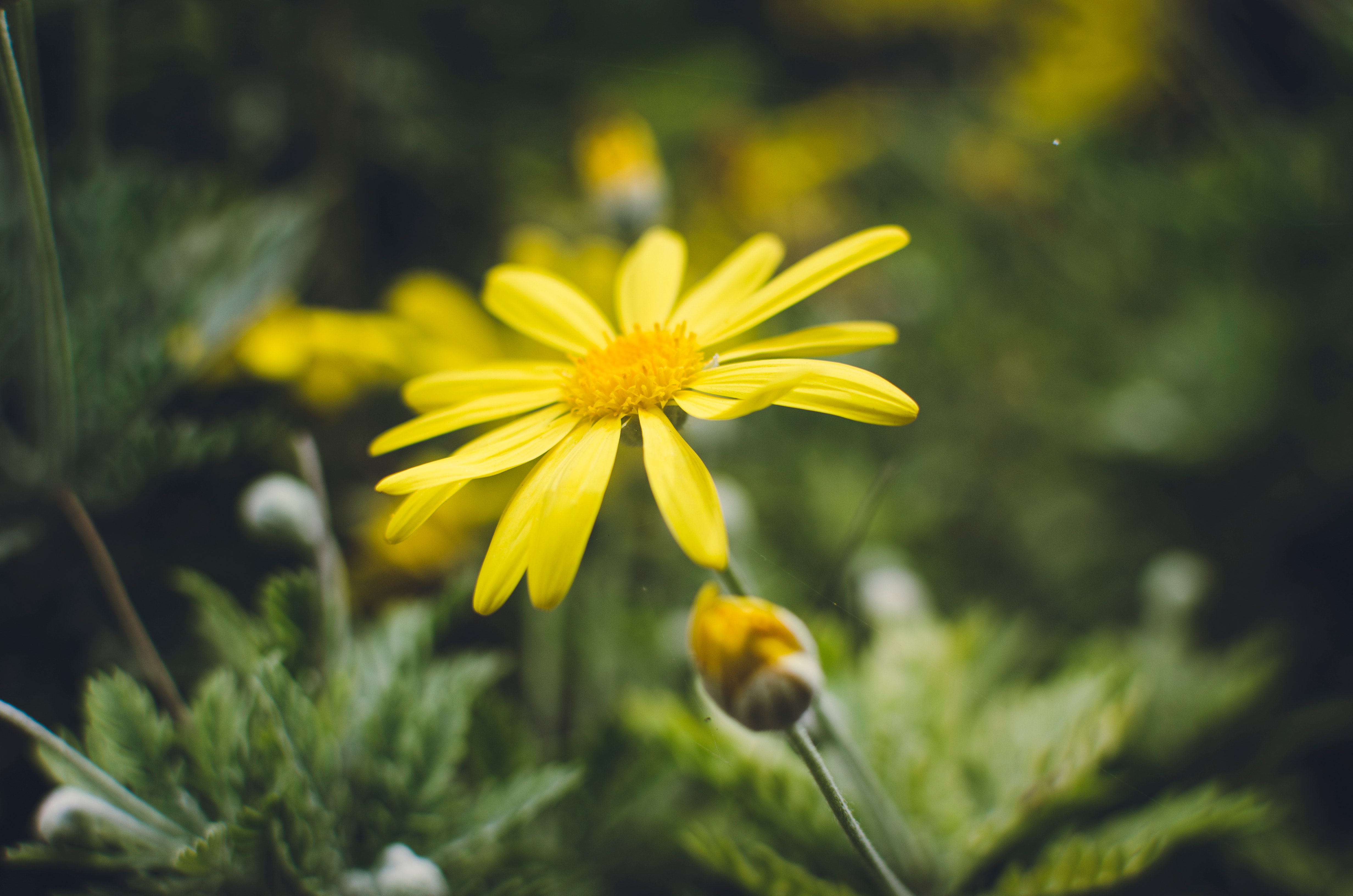 Yellow Daisy Flower in Closeup Photography. 