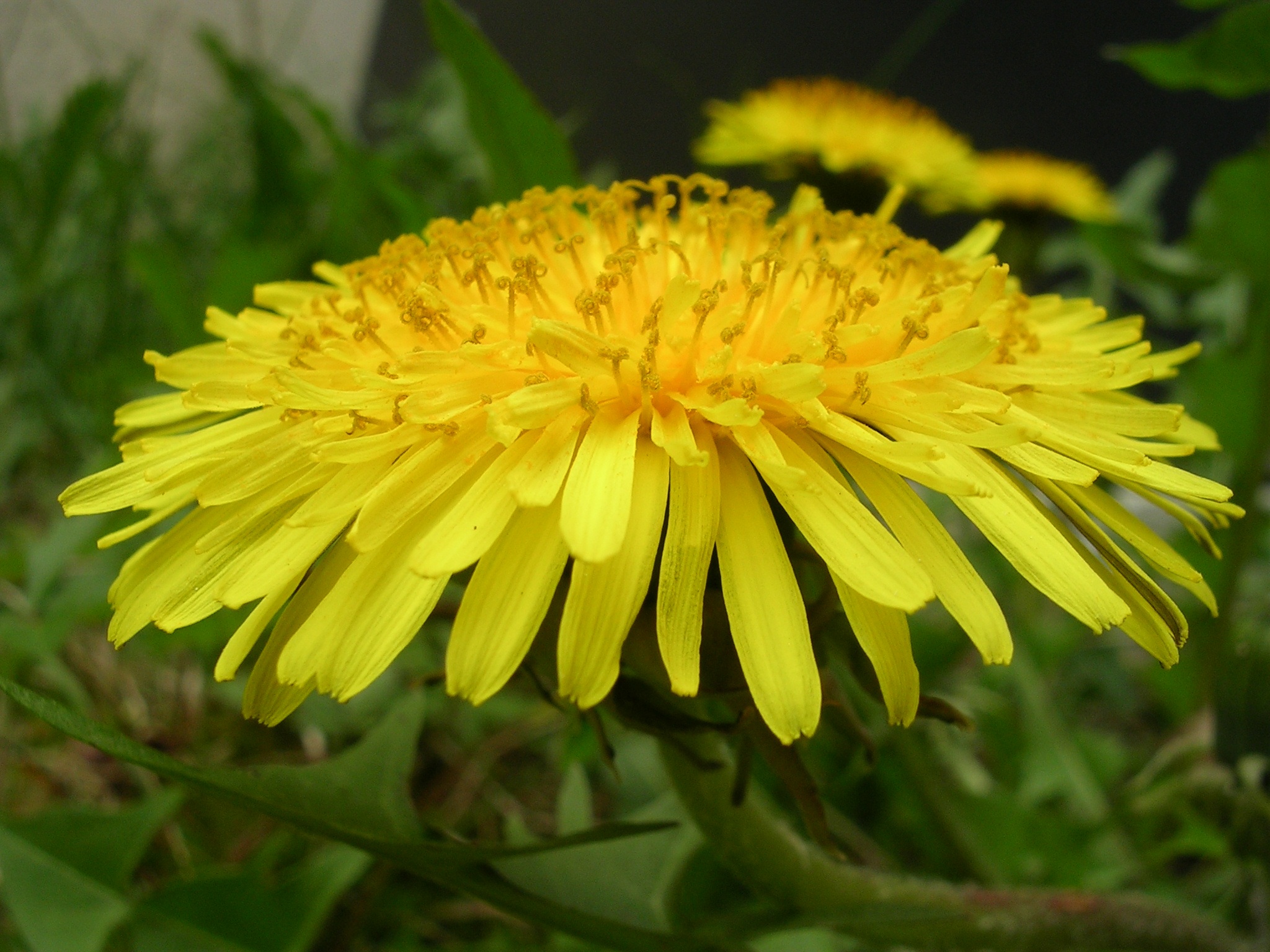 Yellow dandelion photo